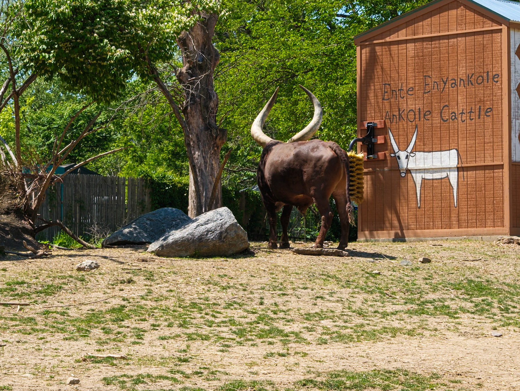 Ankole Cattle