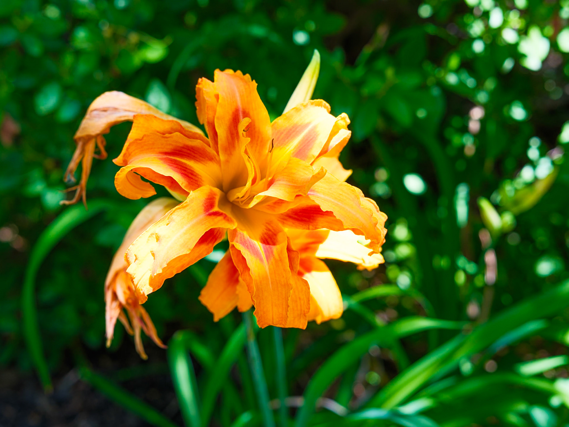 Newer Tiger Lily Bloom on 29  June 2026