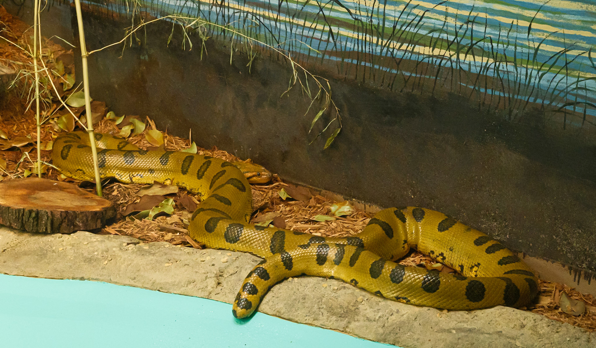Python Snake