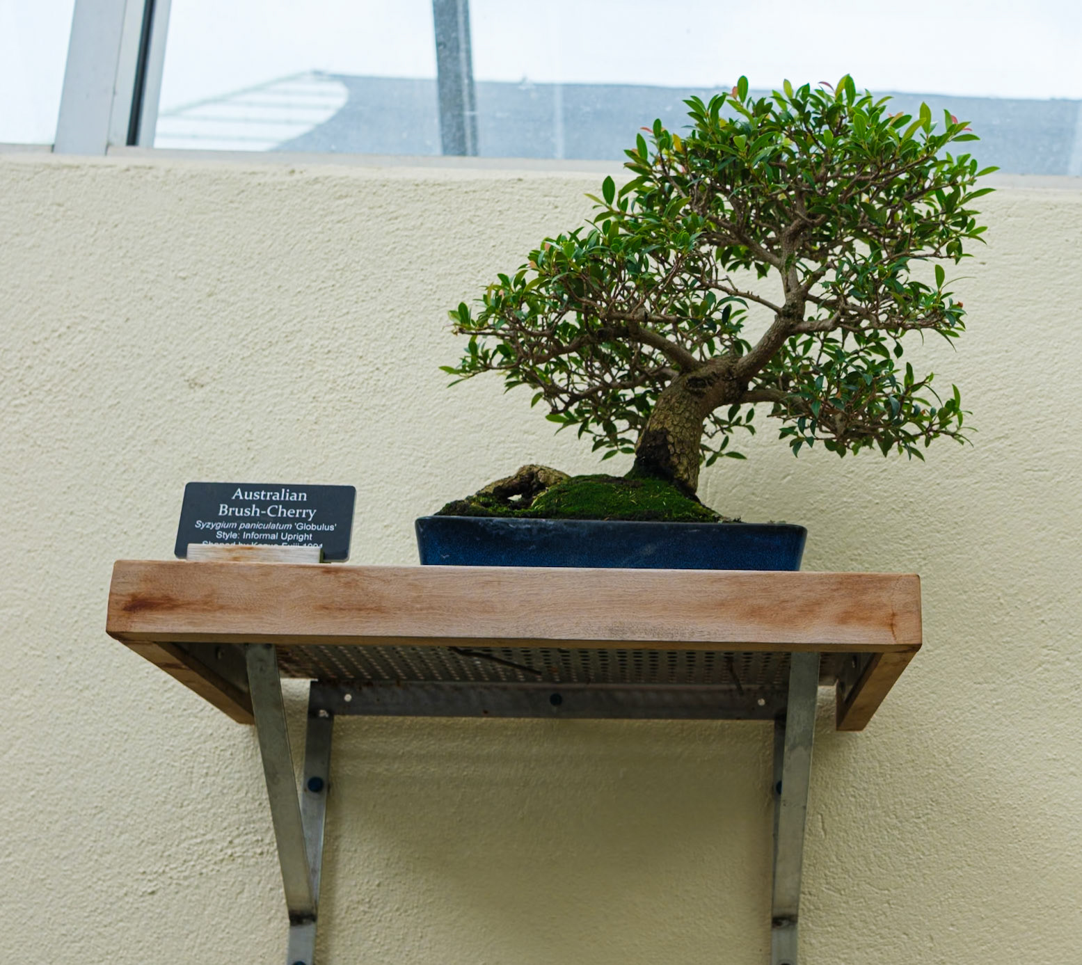 Australian Brush Cherry Bonsai Brooklyn Botanic