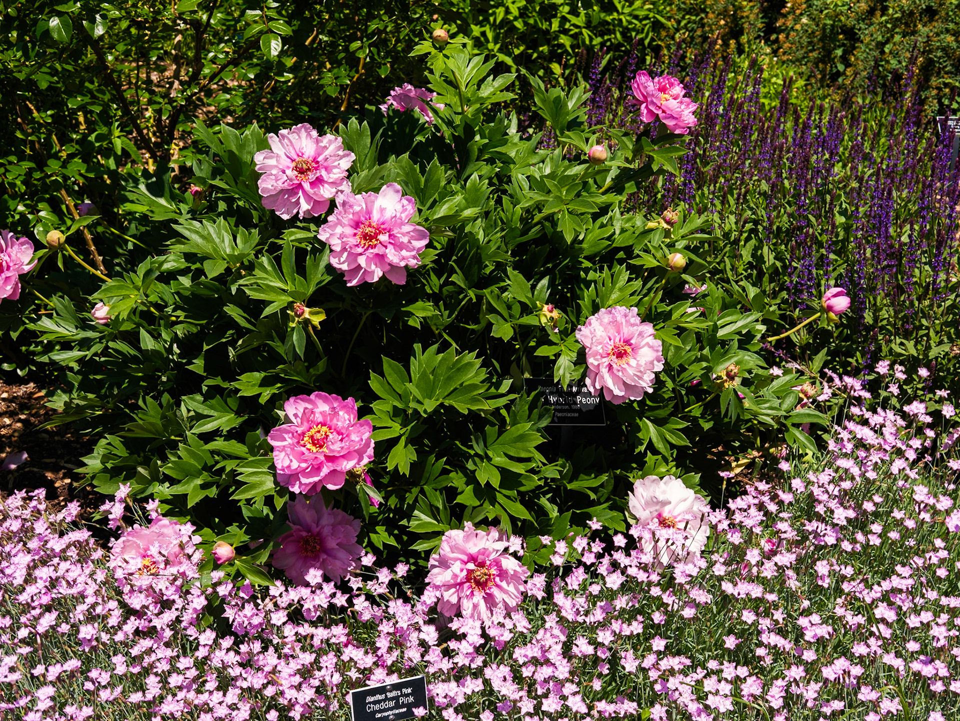 Cheddar Pink Roses at Swarthmore