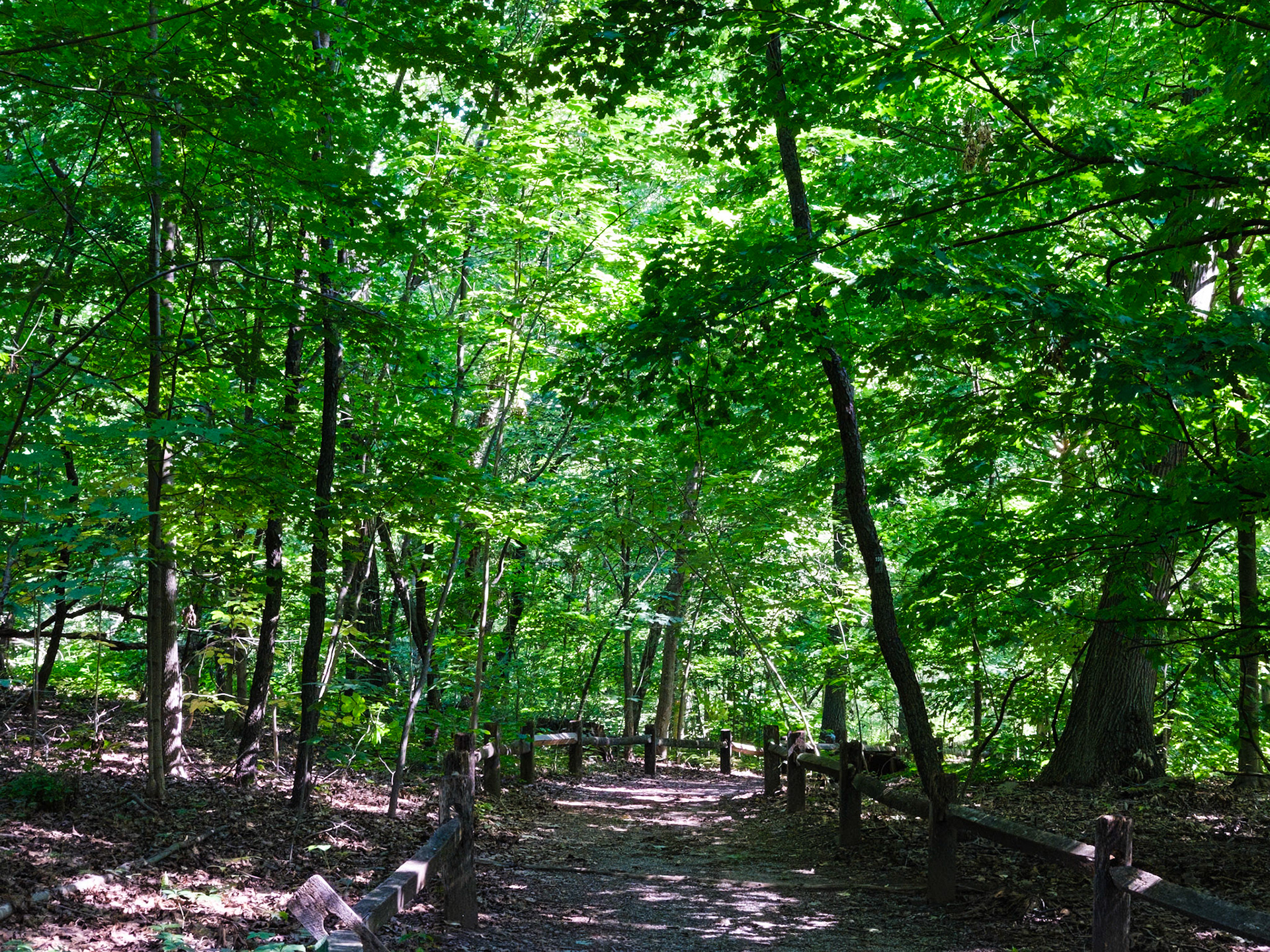 A Trail in the NYBG Forest