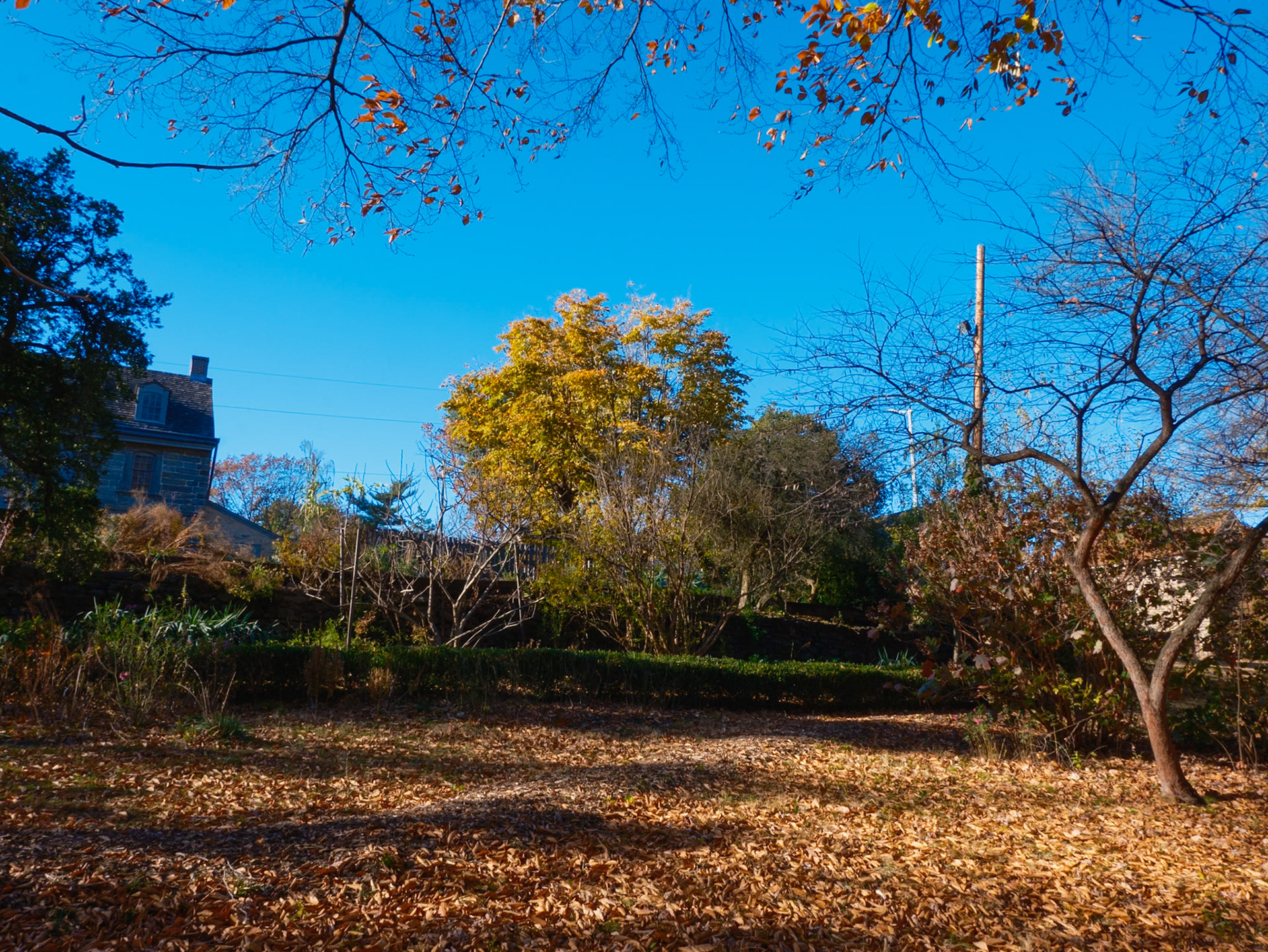 Looking Uphill in November at Bartram’s
