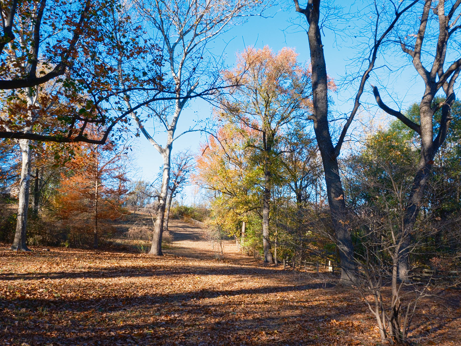 November Hillside View With Tree at Bartram’s