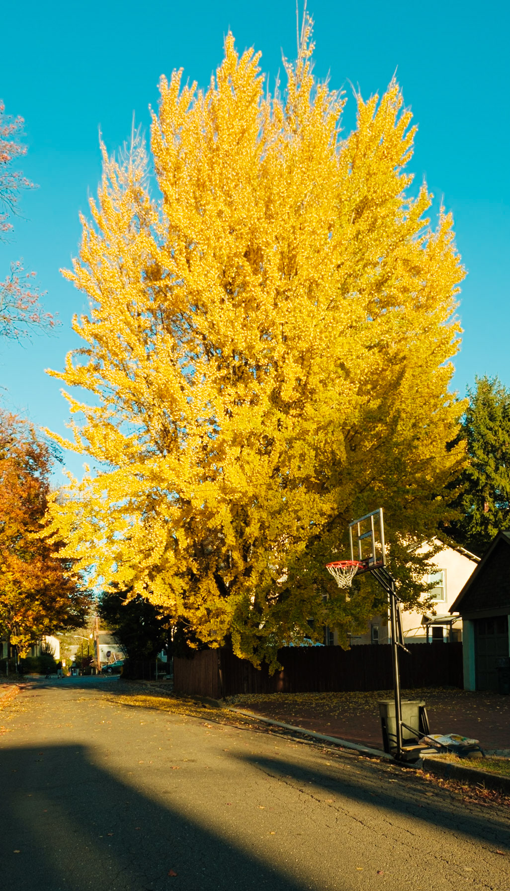 Yellow Foliage in Bordentown November 2024