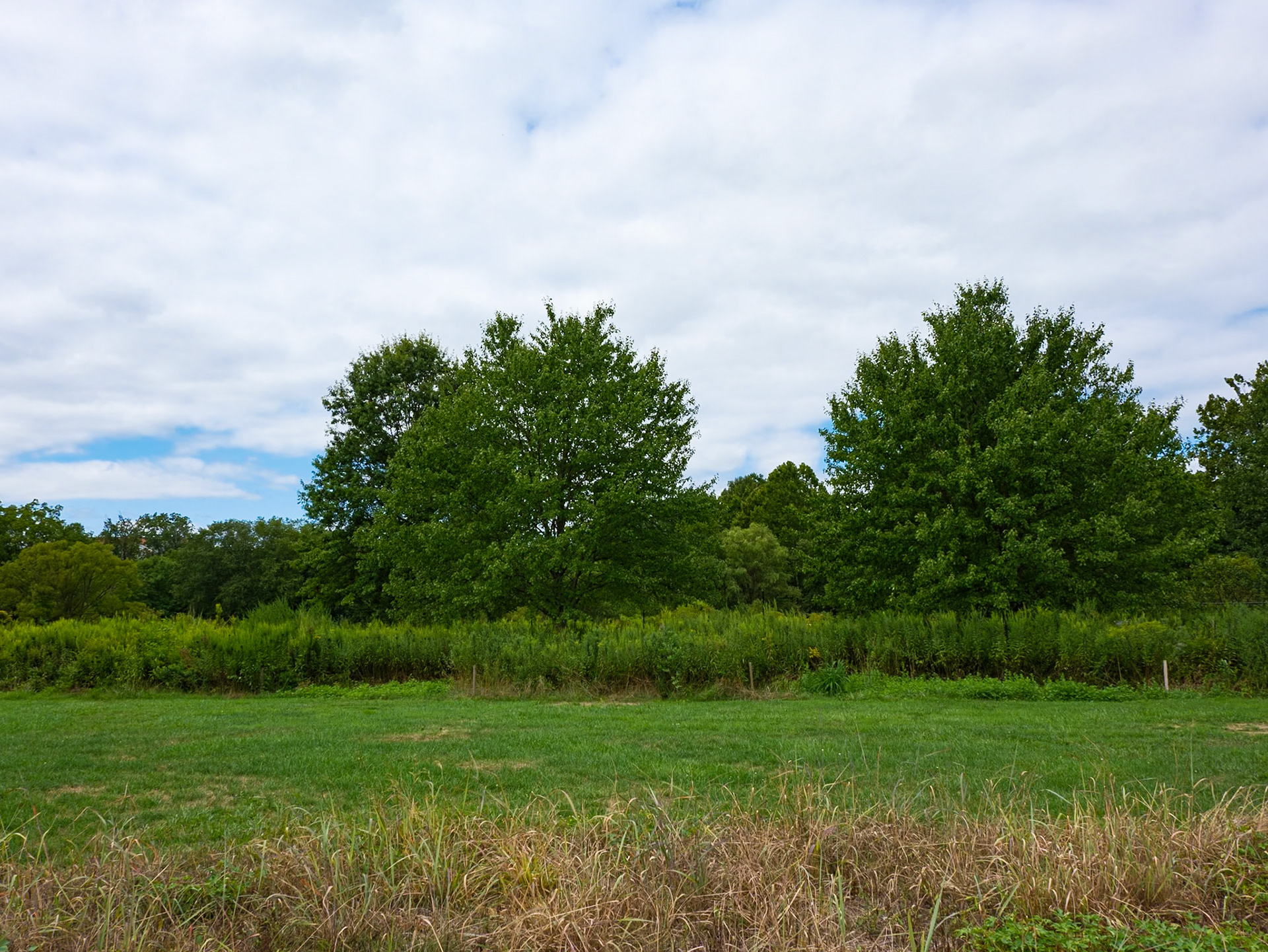 Pair of Trees at Entrance Meadow to Morris Arboretum August 2024