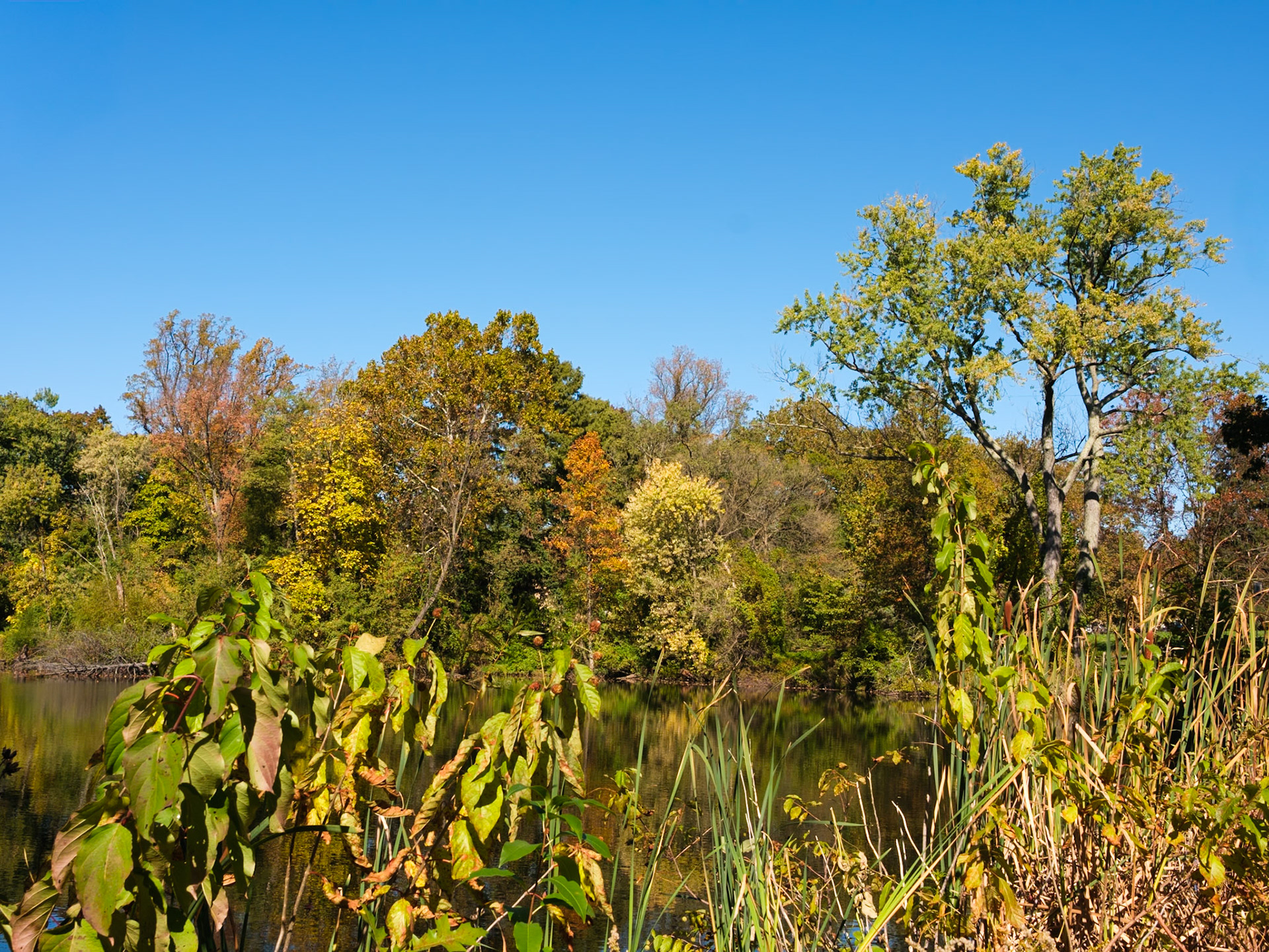 Duck Pond Looking West Northwest
