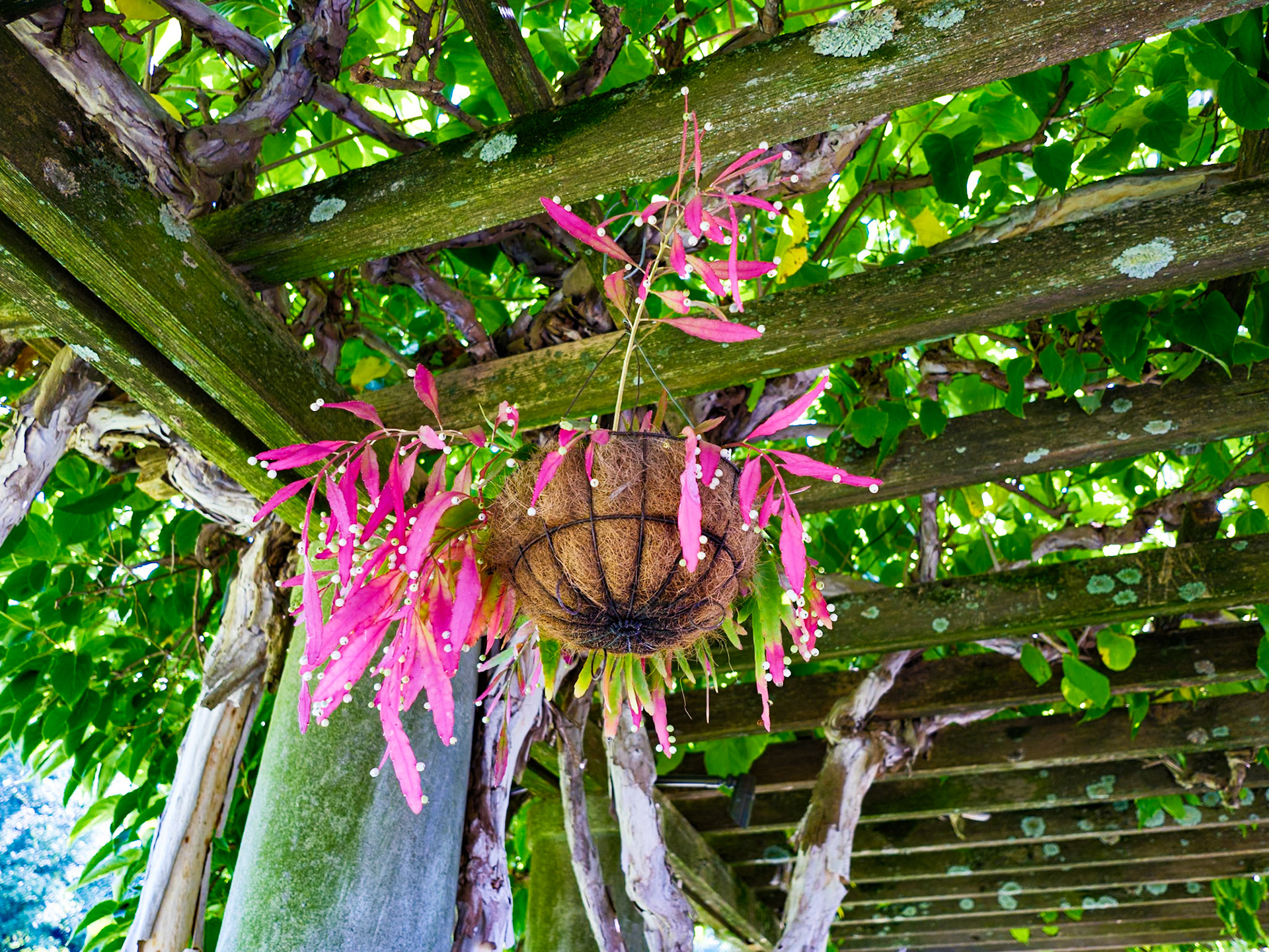 Hanging Plant with Small Flowers Wave Hill August 2024