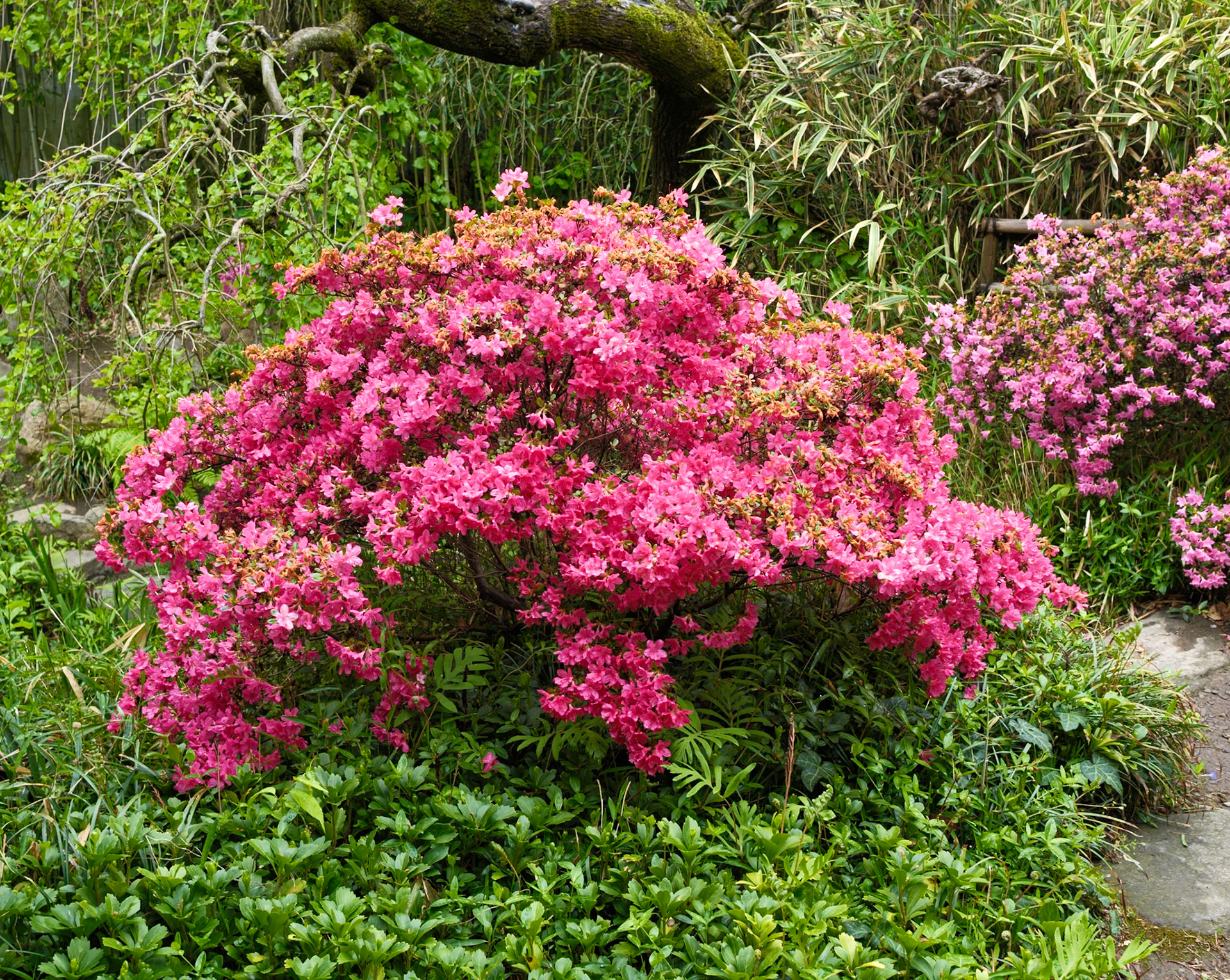 Darker Pink Bush at Japanese house