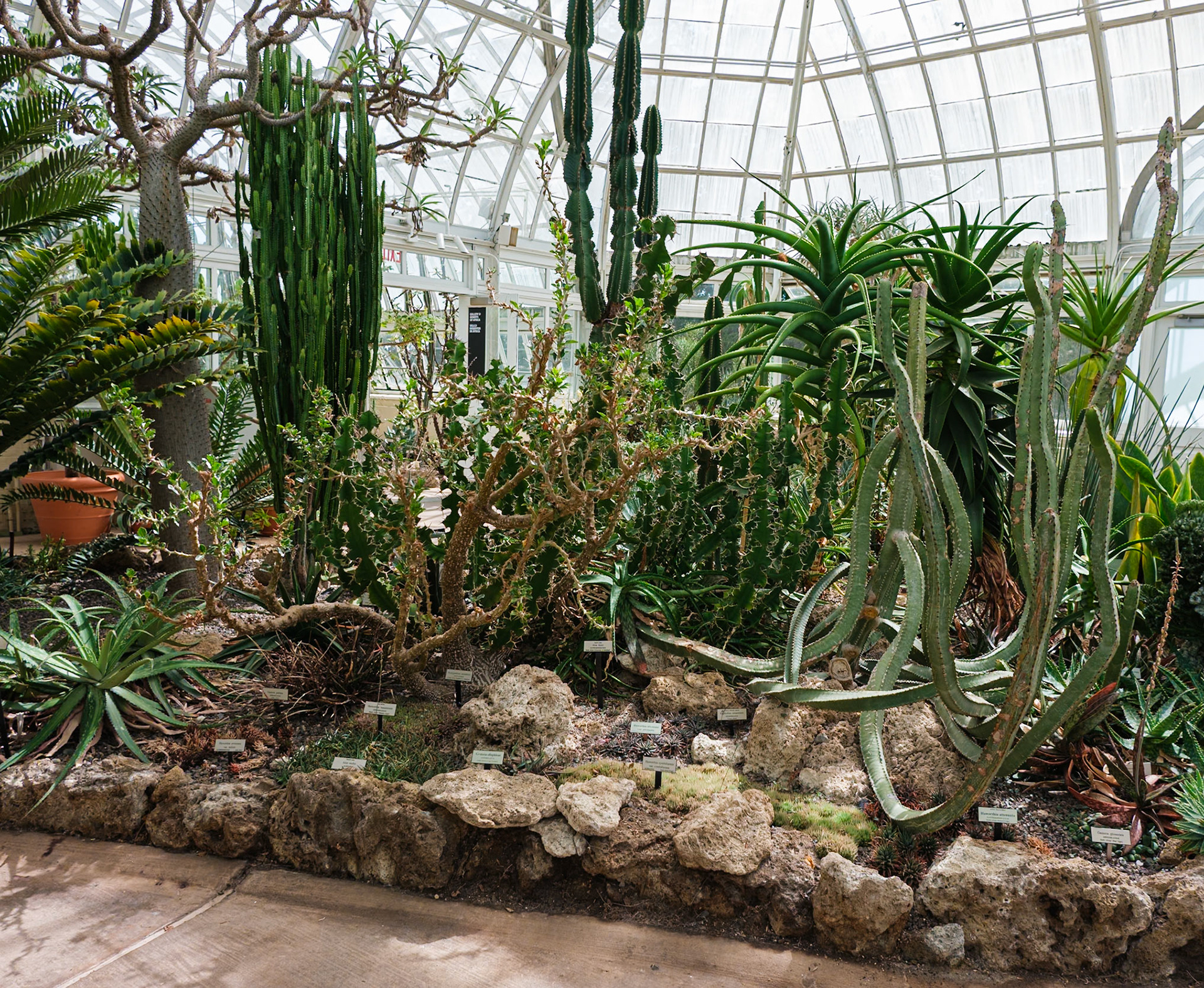 Closer View of African Succulents