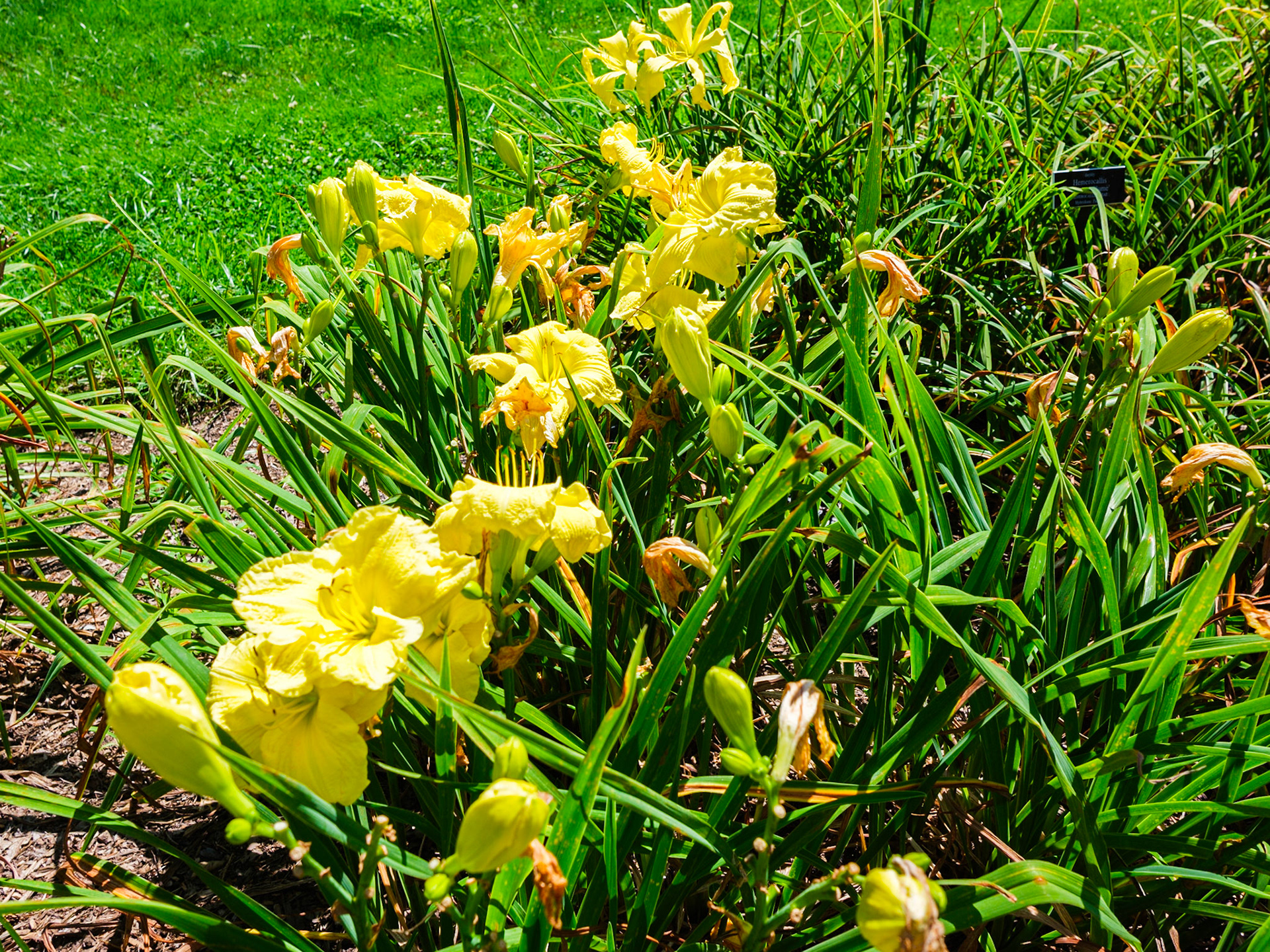 Yellow perennial on trail at New York Botanical