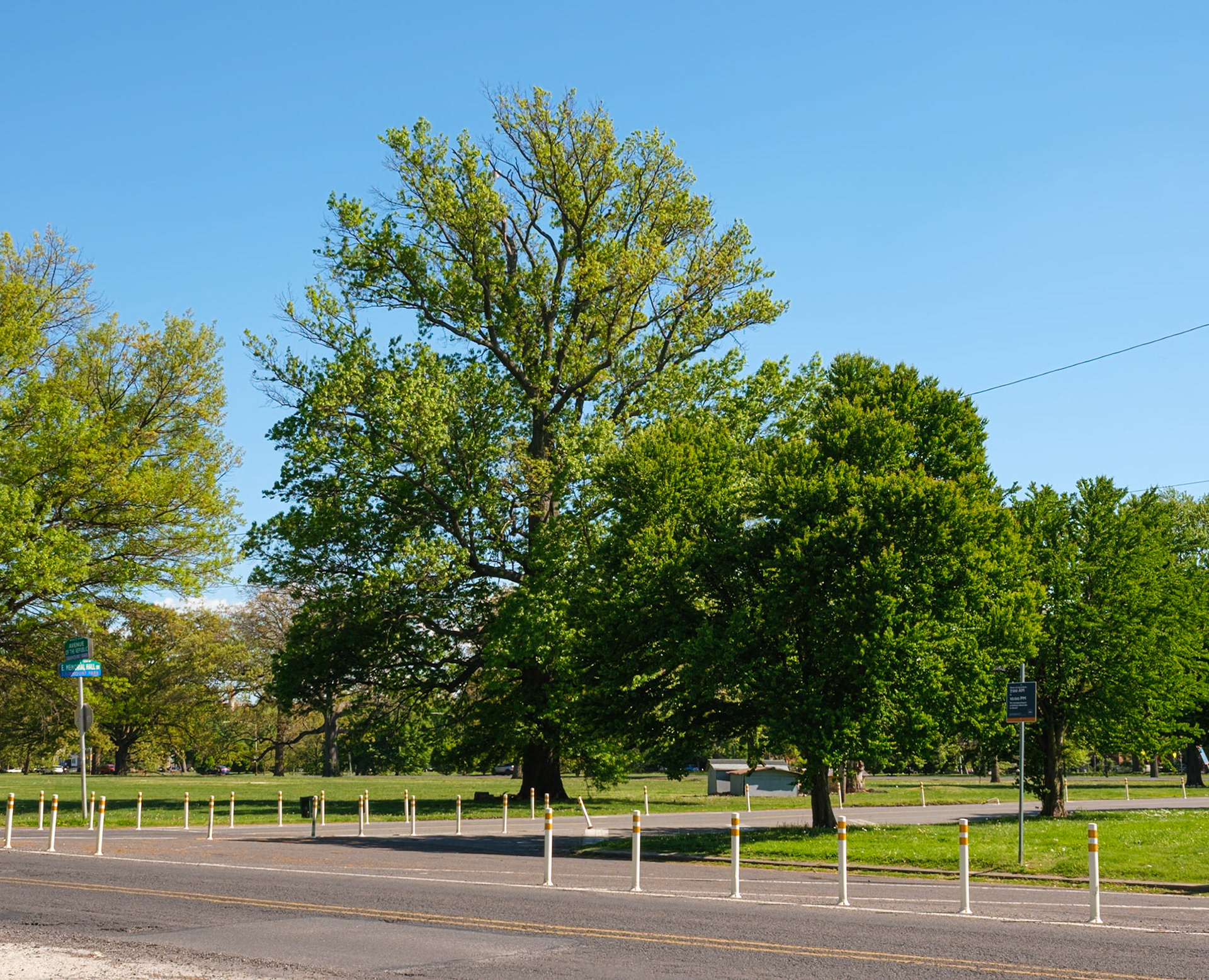 Older Tree on East Memorial Hall Drive