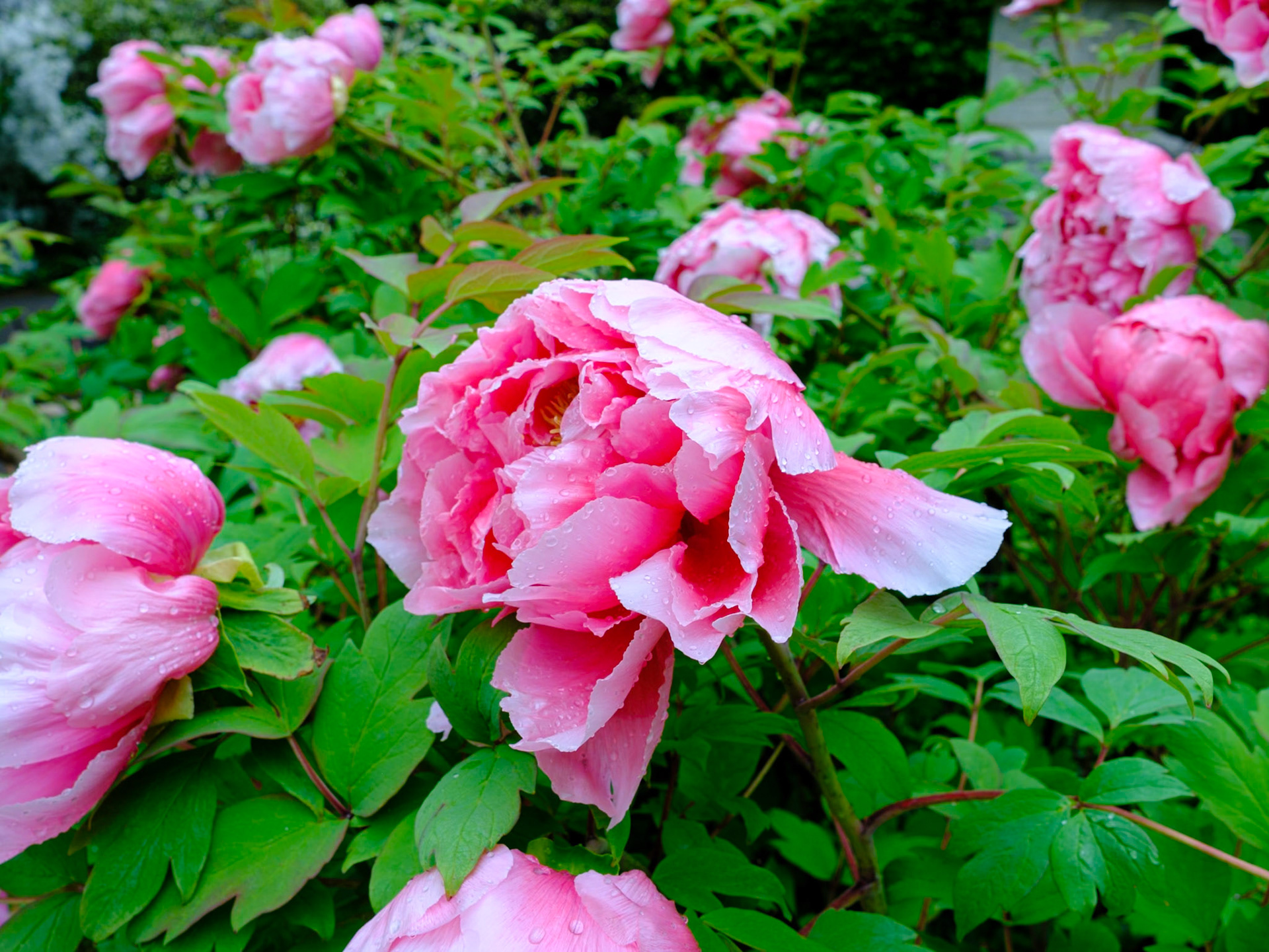 Close Up of Japanese Bush Bulbs