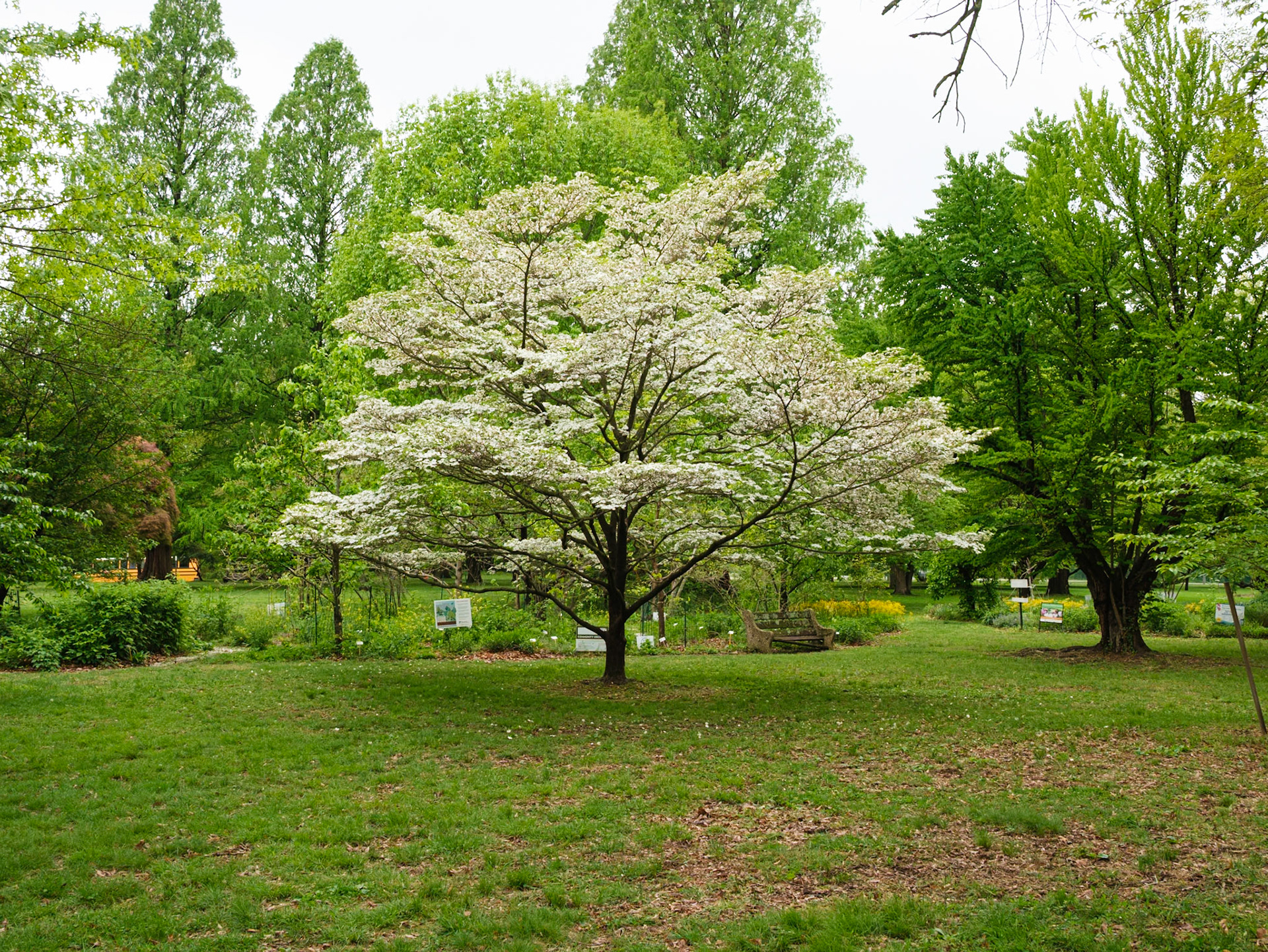 White Flowering Tree Near Japanese House
