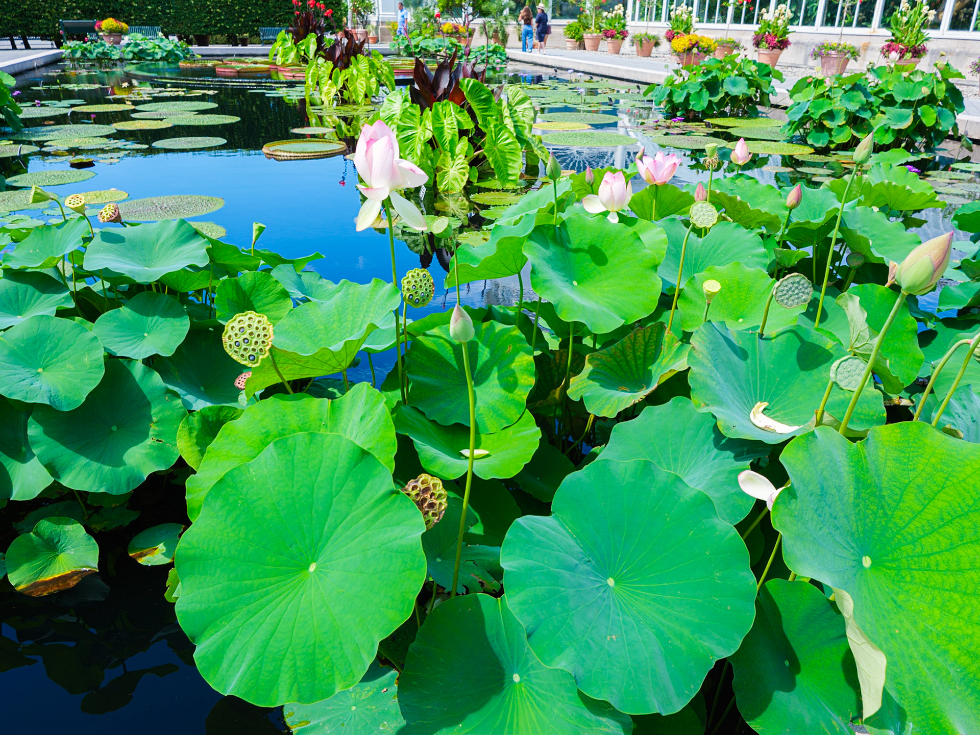 Flowering Water Lillies at the Conservatory Water Garden Courtyard