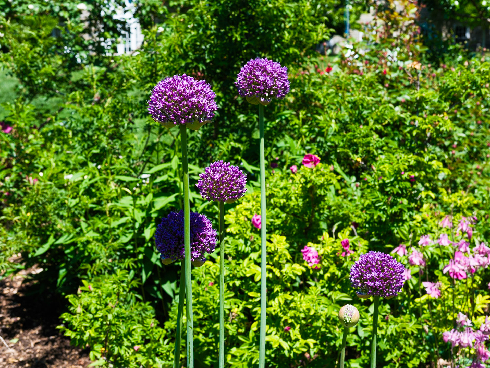 Flower Balls at Swarthmore