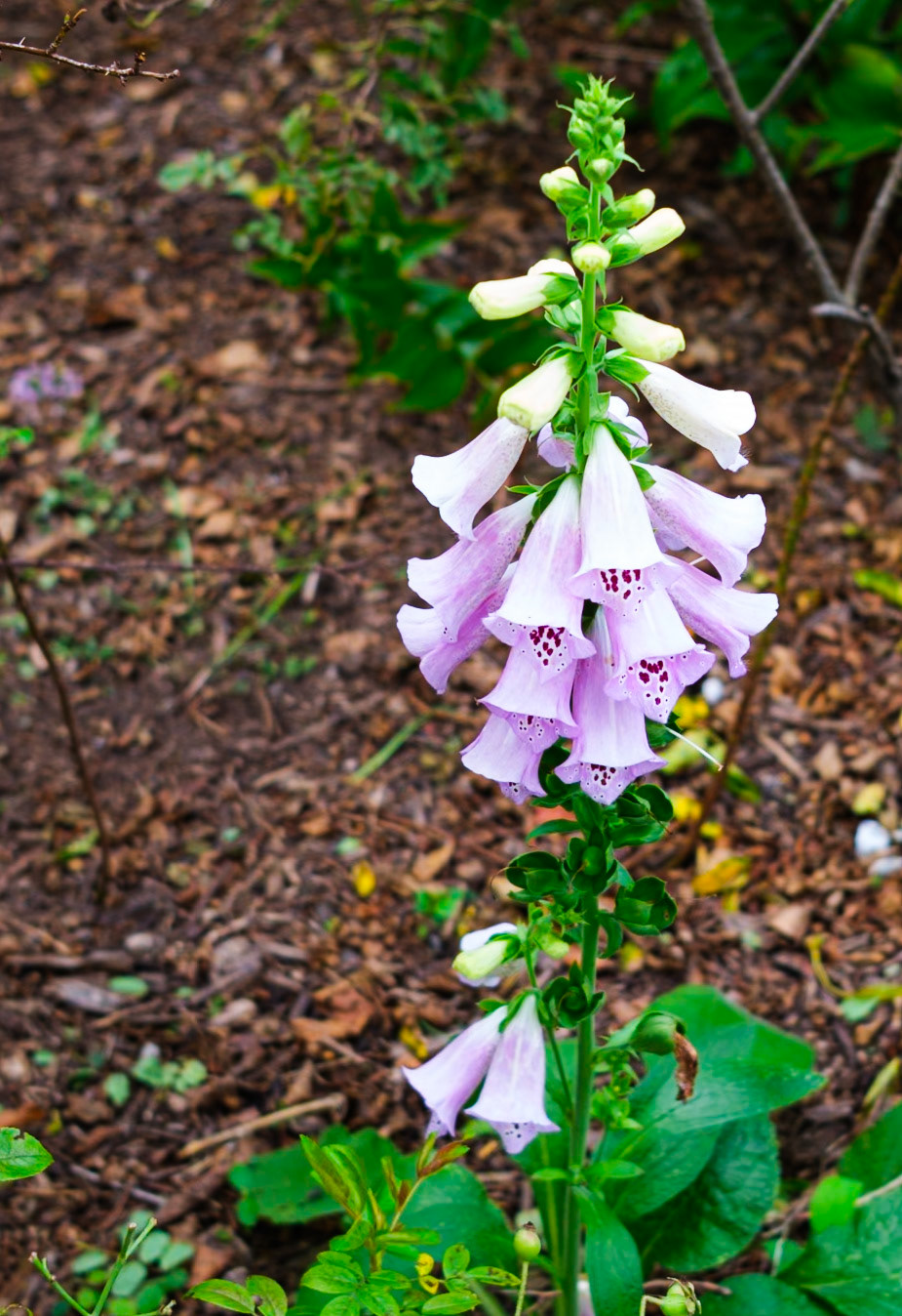 Stanwell Perpetual at Brooklyn Botanic