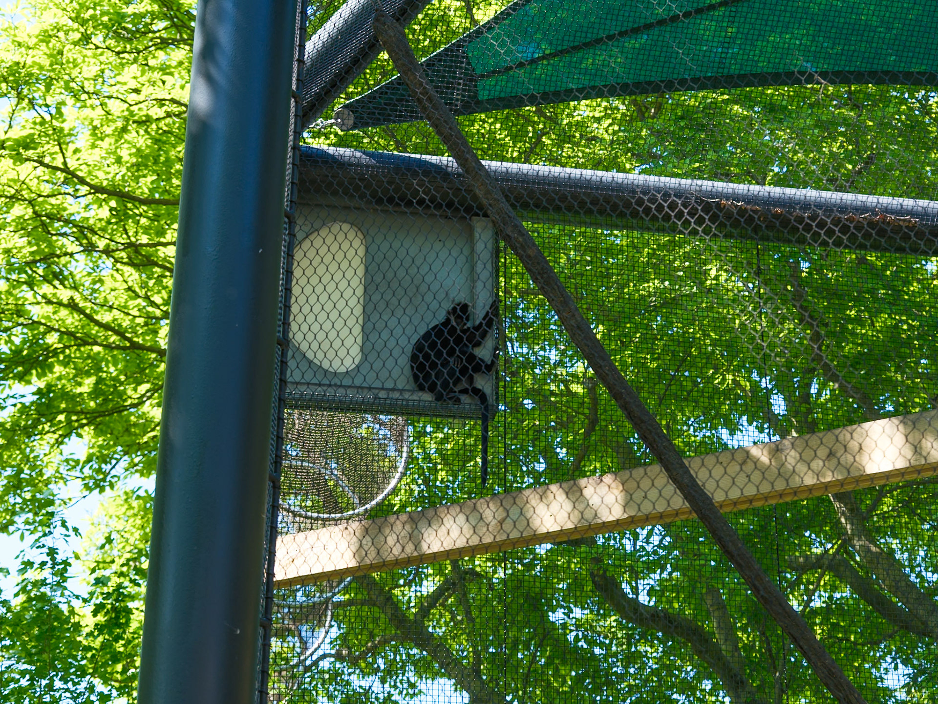 Spider Monkey