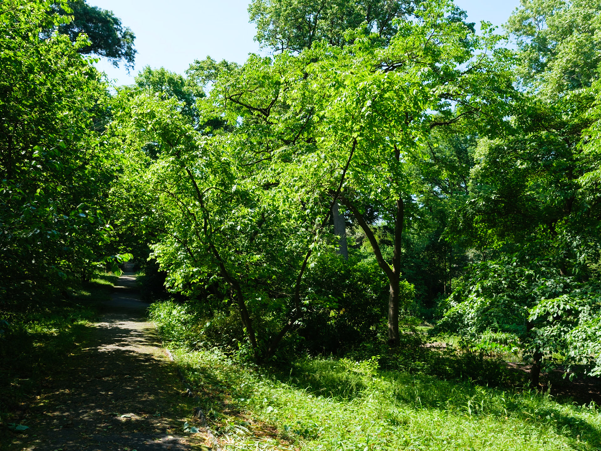 Grove of Trees at Bartram’s Trarl