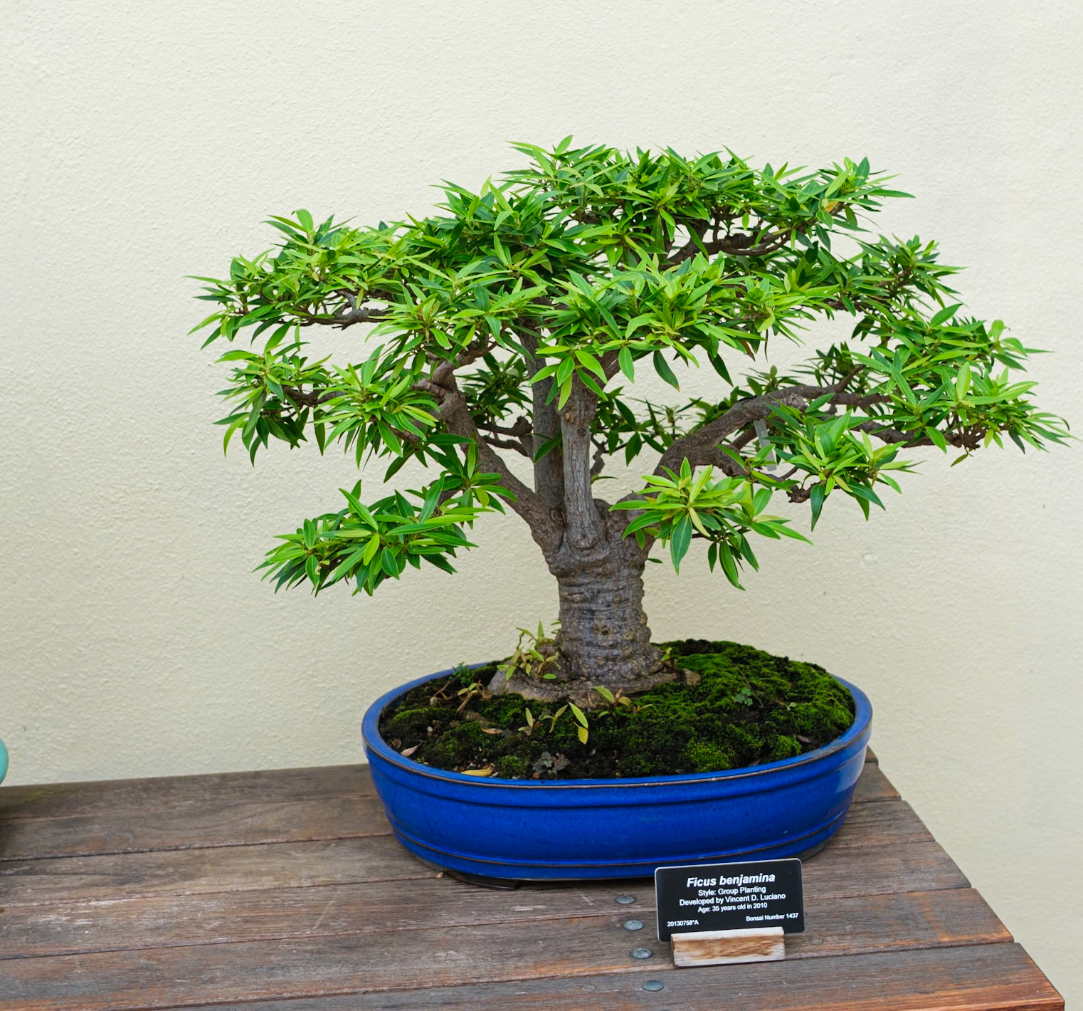 Ficus Benjamin