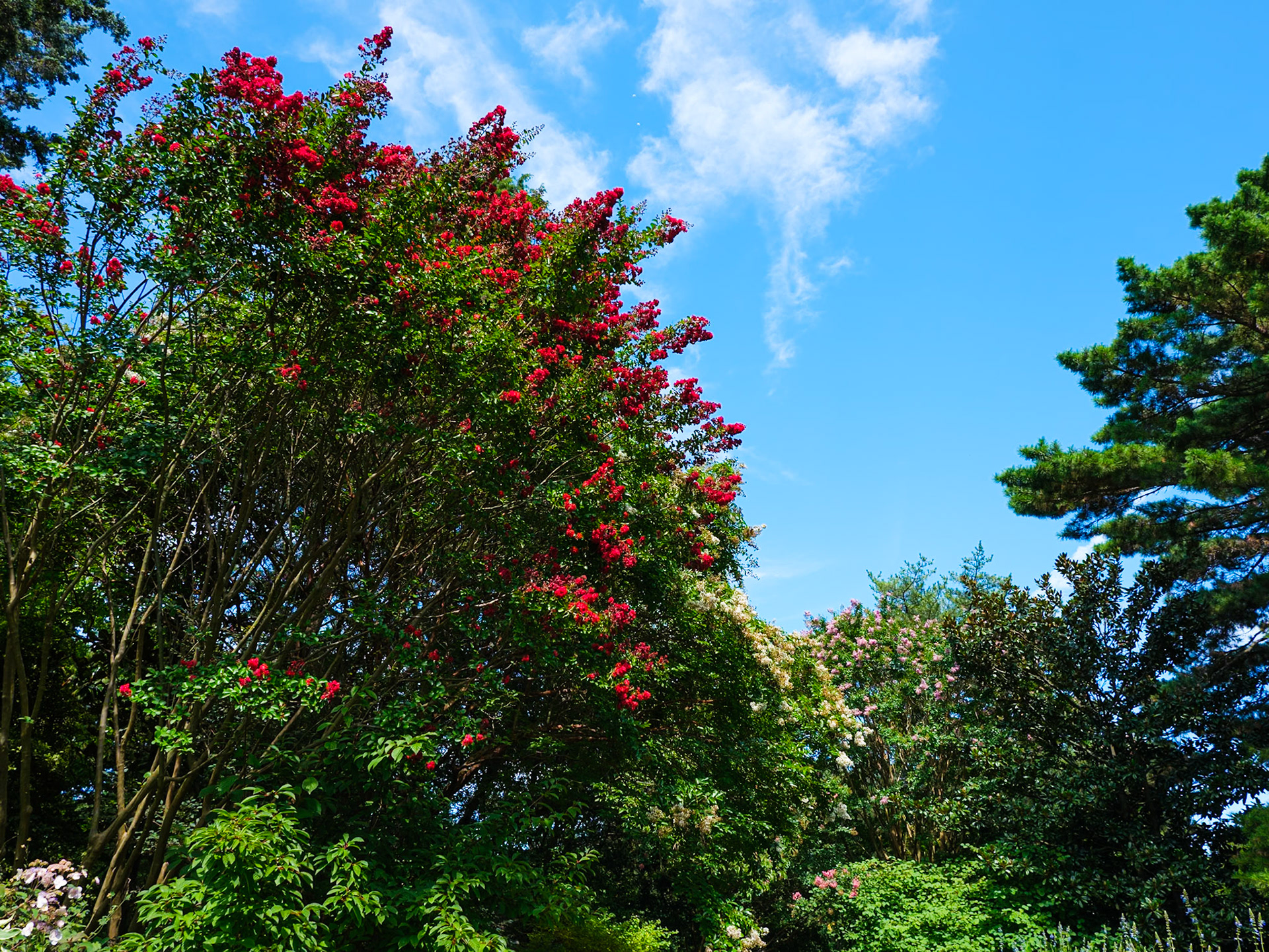 Tree With Red Flowers at New York Botanical