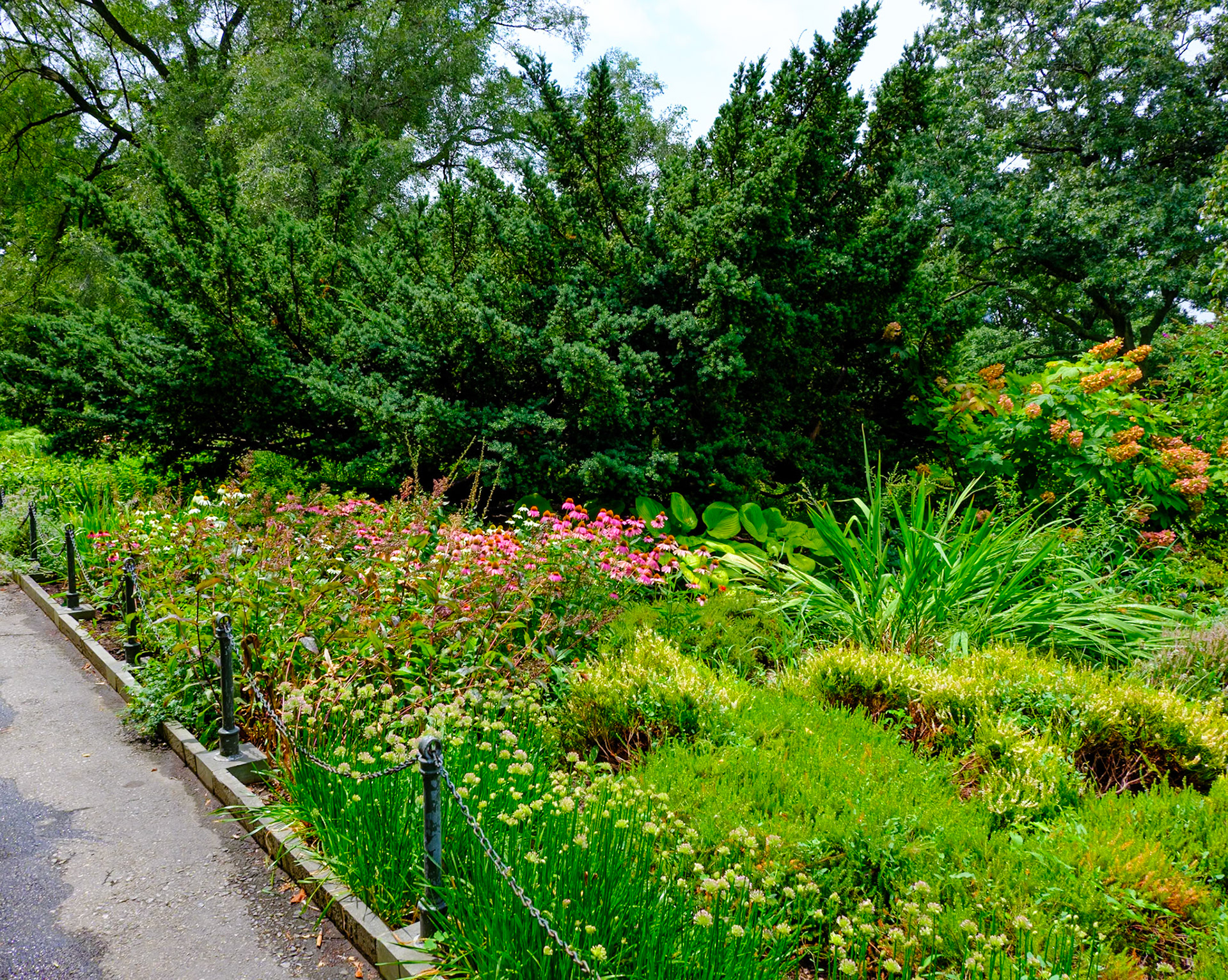 Grove of Evergreens at Fort Tryon July 2024