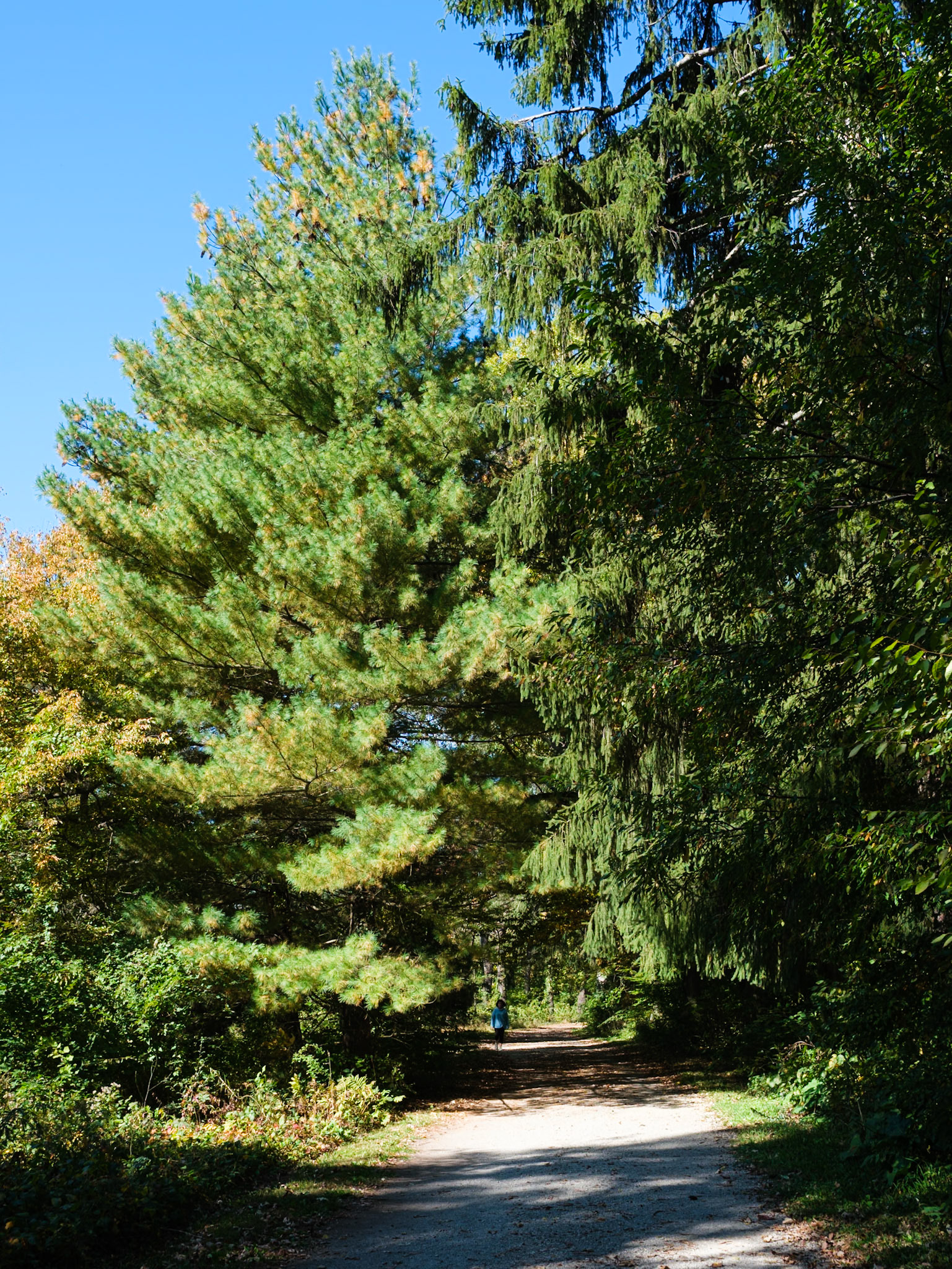 Pine Tree on Trail at Haverford