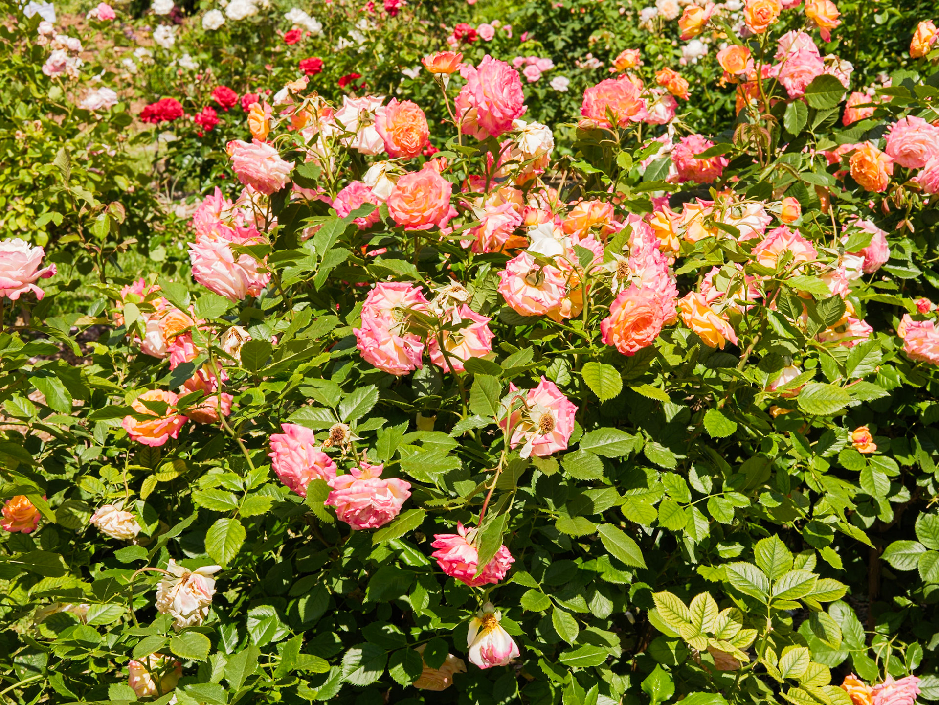Bunch of Roses at Queens Botanical Garden