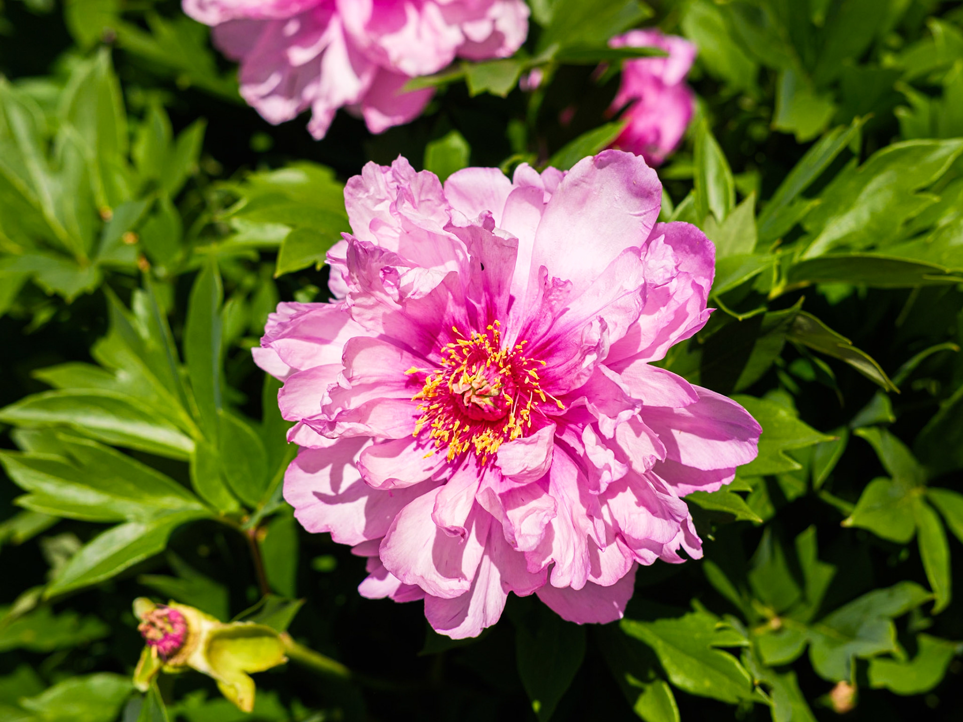 Fully Open Cheddar Pink Flower at Swarthmore
