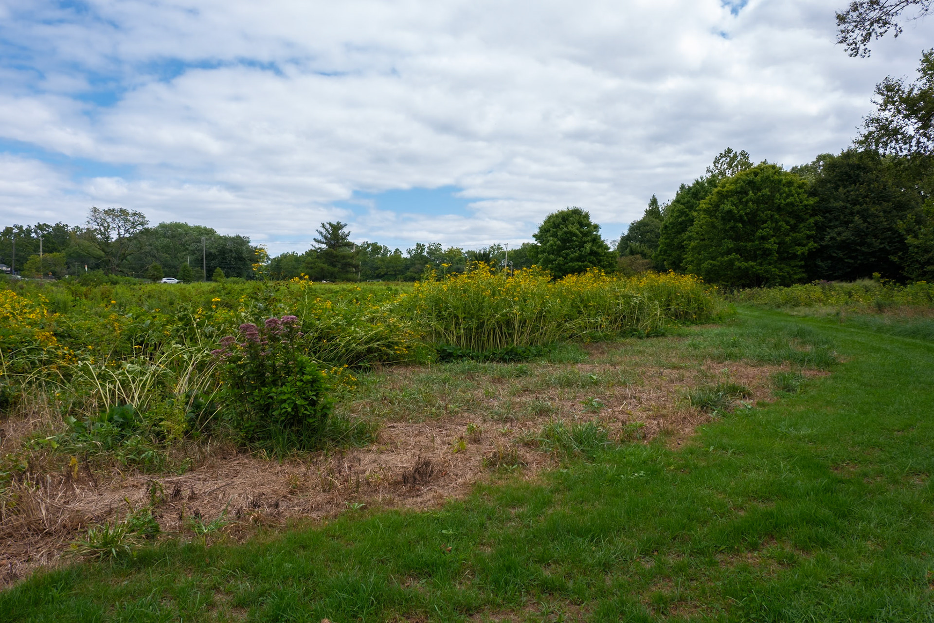 Entrance Meadow With Wild Flowers to Morris Arboretum August 2024
