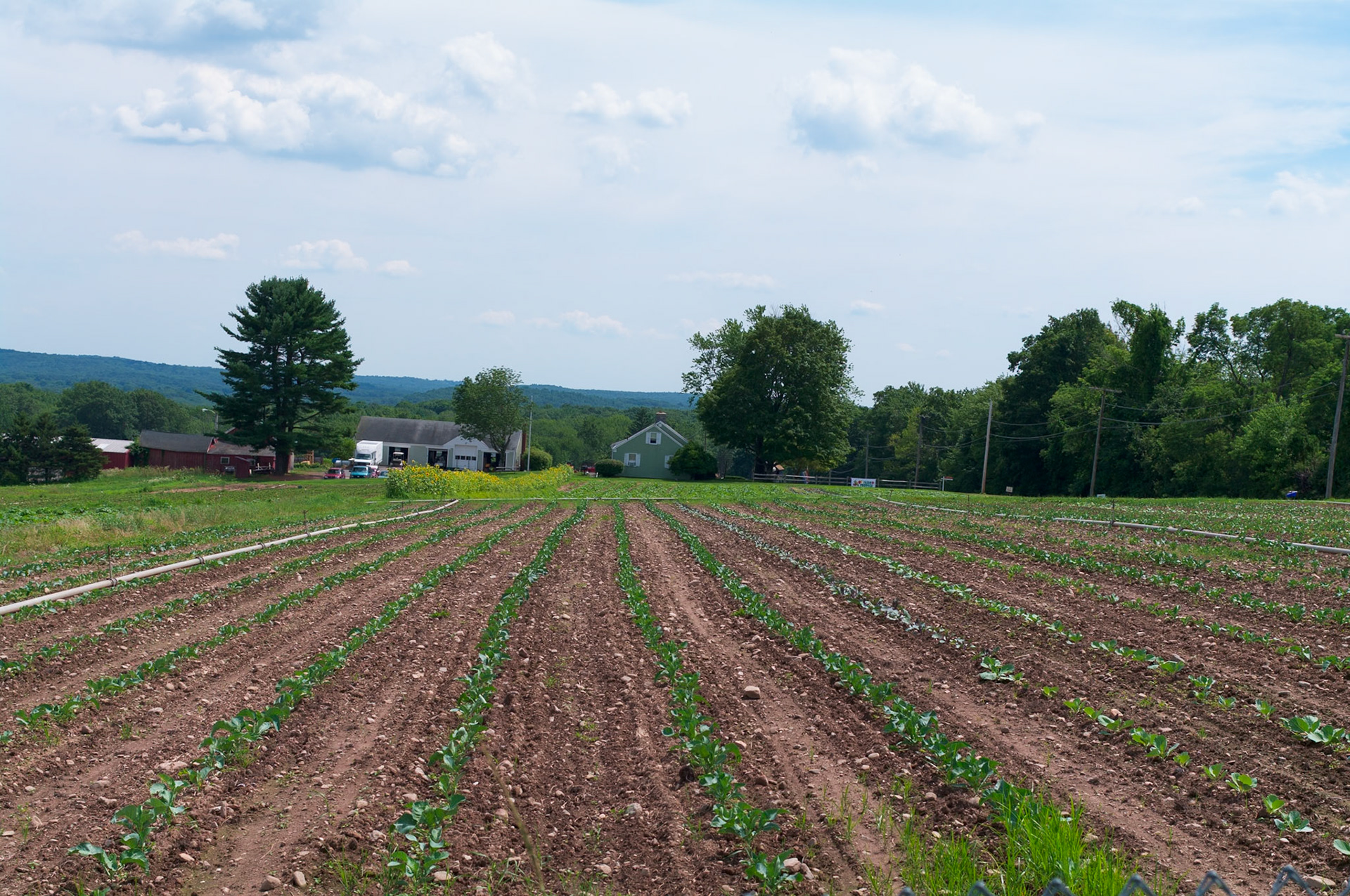Pesce Farm Looking South