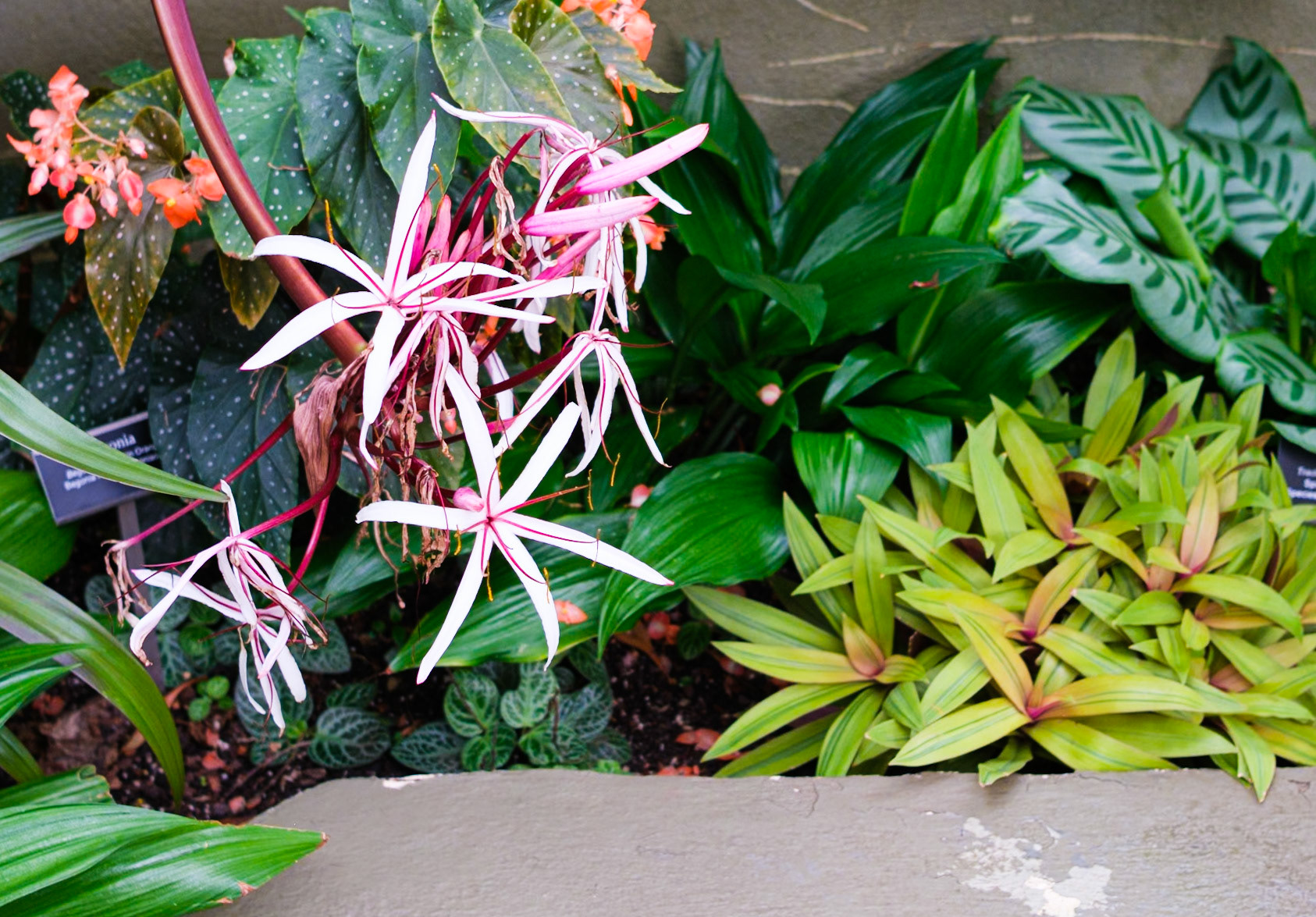 Tropical Orchids at Brooklyn Botanic