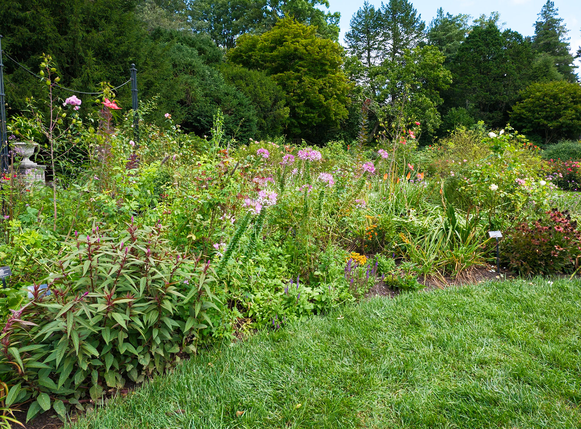 Along an Arc of a Grassy Plaza at Morris Arboretum August 2024
