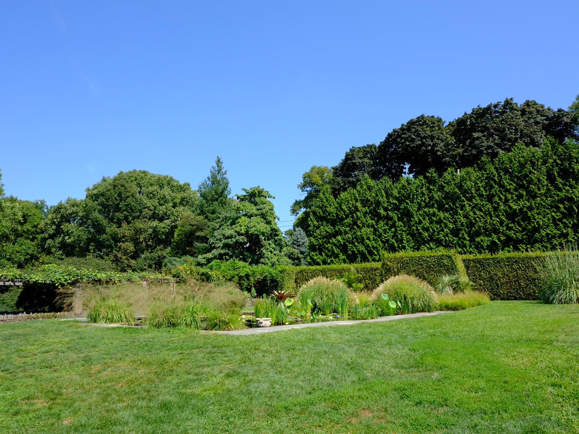 Water Lily Pond at Wave Hill August  2024