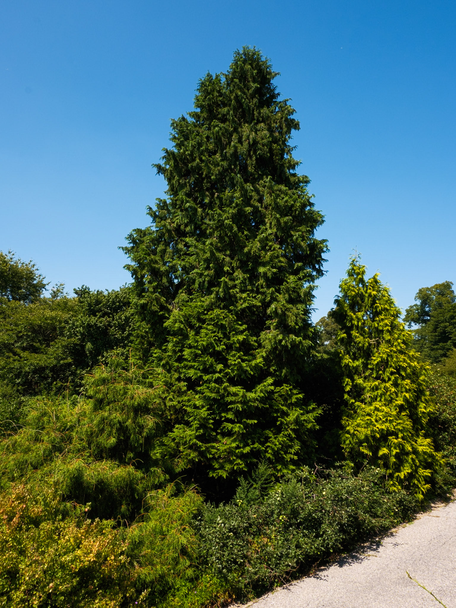 Medium Size Evergreen at Wave Hill August 2024