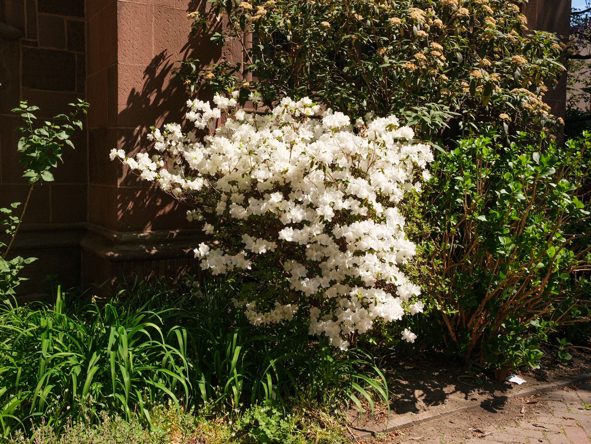 White Blossoms at St Clement Church