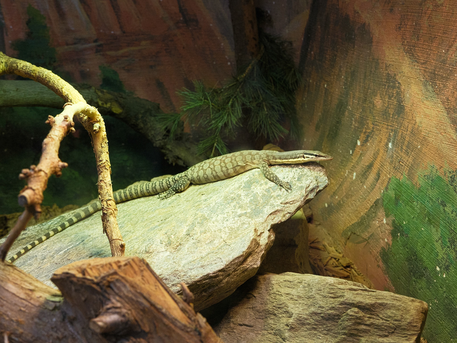 Long Tailed Lizard