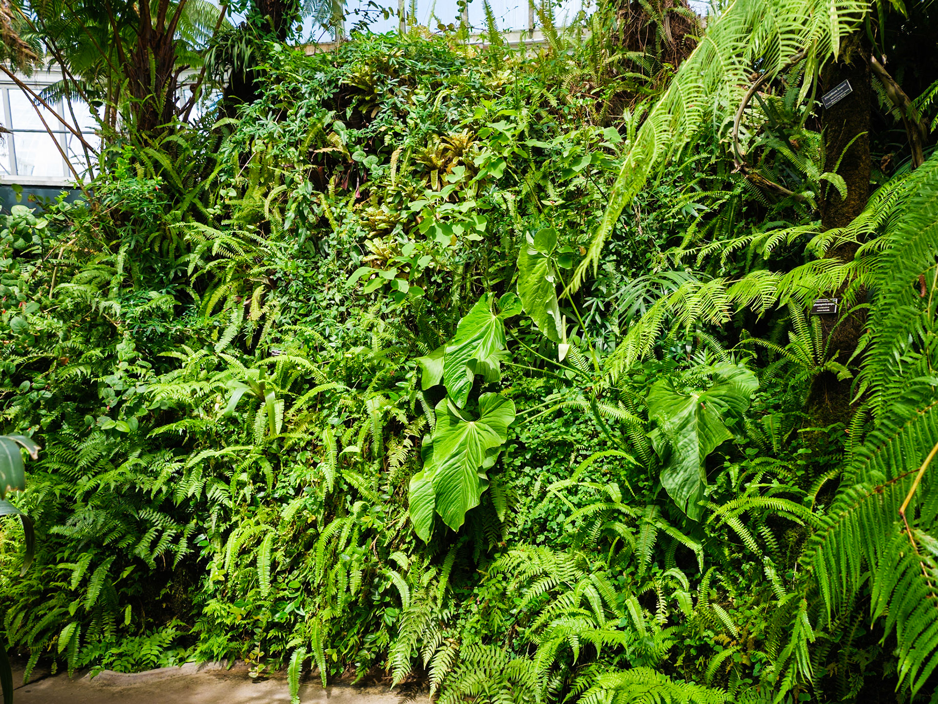 Ferns and Tropical Vine at Conservatory