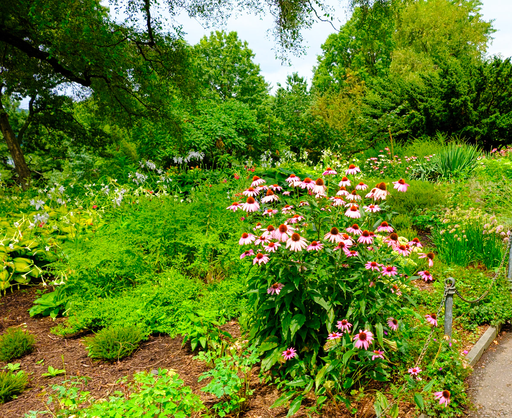Patch of Pink ‘Daisies at Fort Tryon July 2024