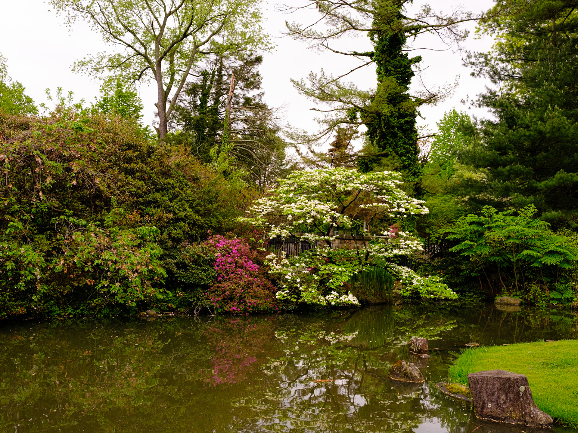 Closer View of Reflecting Bushes at Japanese House