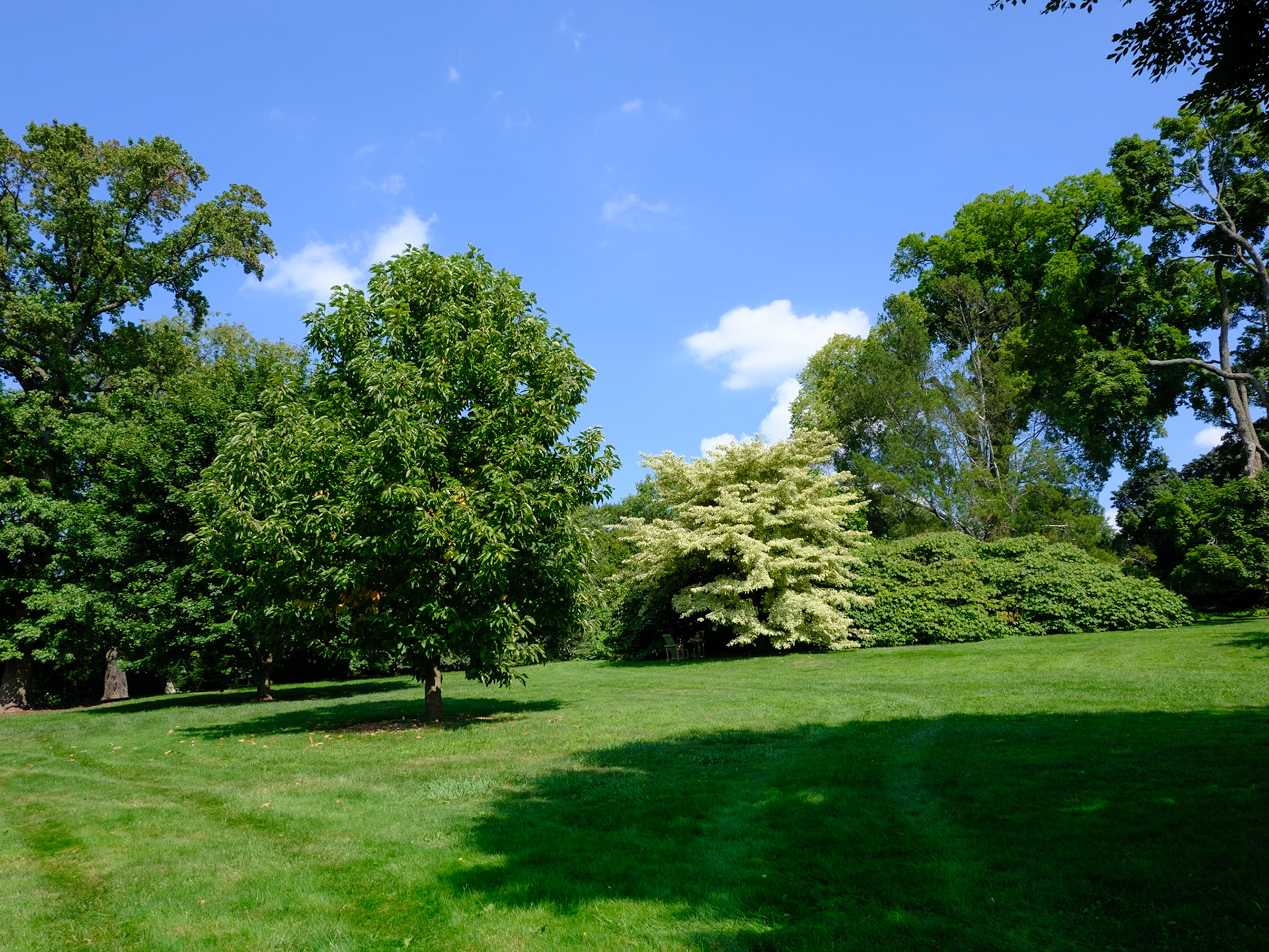 Hillside Trees Near Wave Hill House August 2024 Including White Leaf Tree