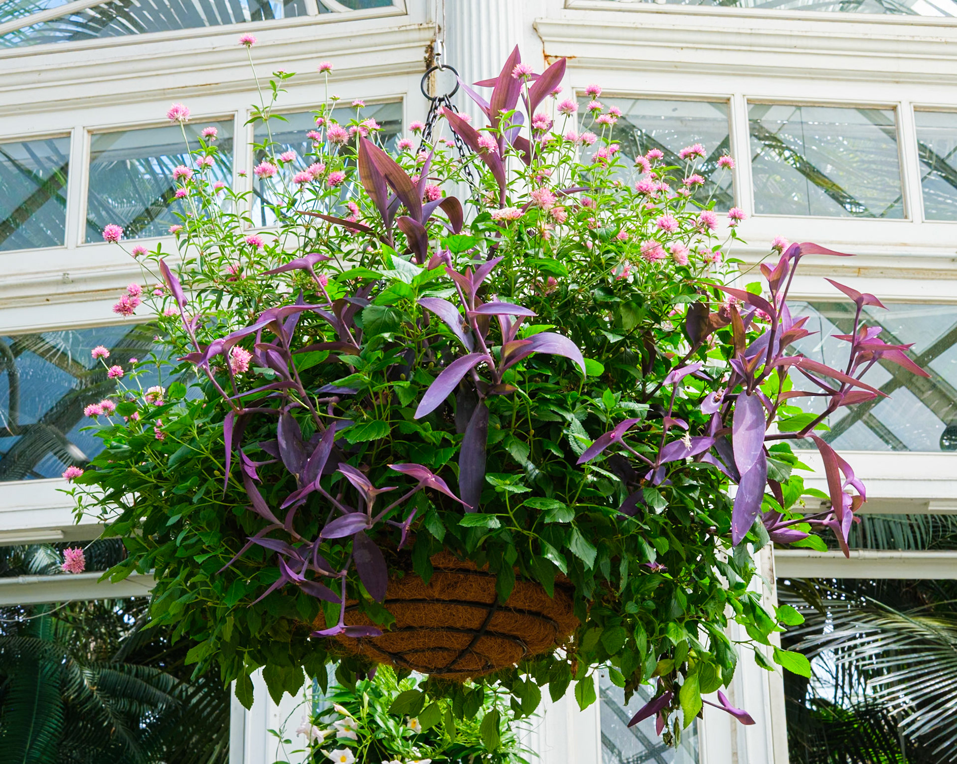 Purple Hanging Plant