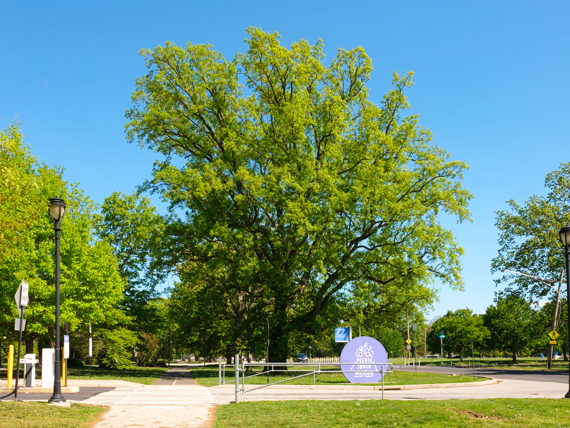 Old Tree at East Side of Please Touch  Plaza Walk