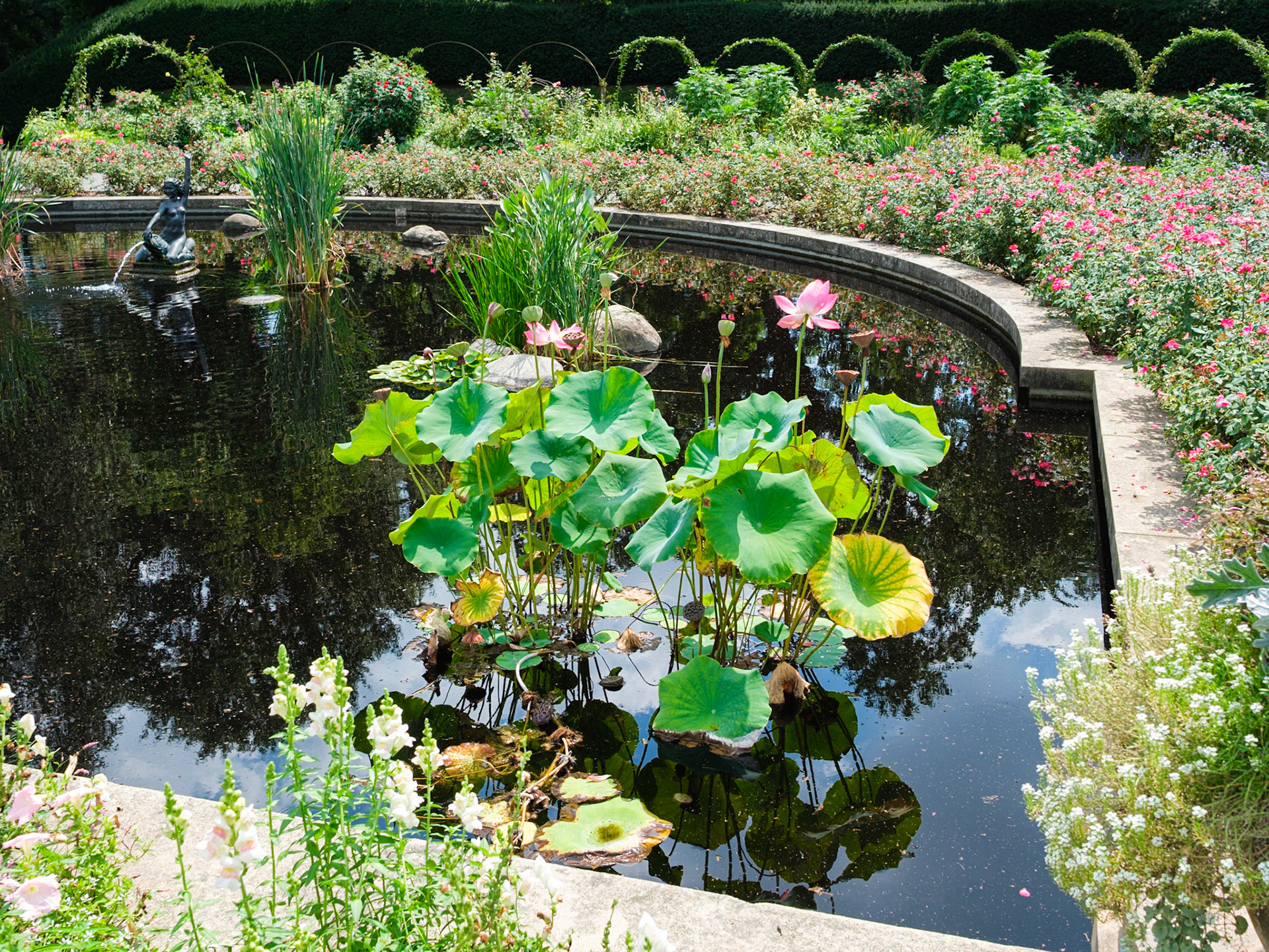 Water Planrs Rose Rose Arc Brooklyn Botanic