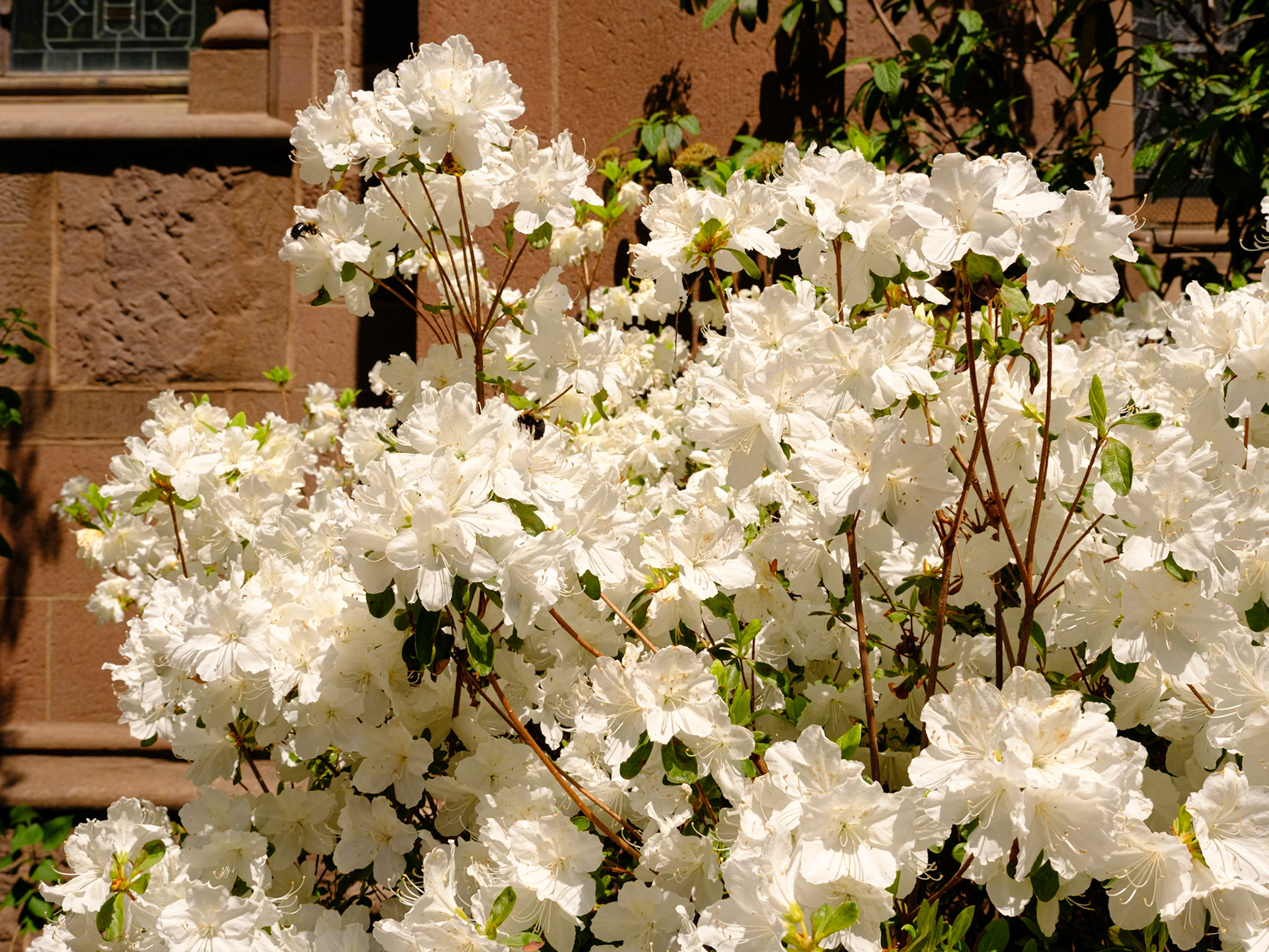 Eastertide Whites at St Clement Garden