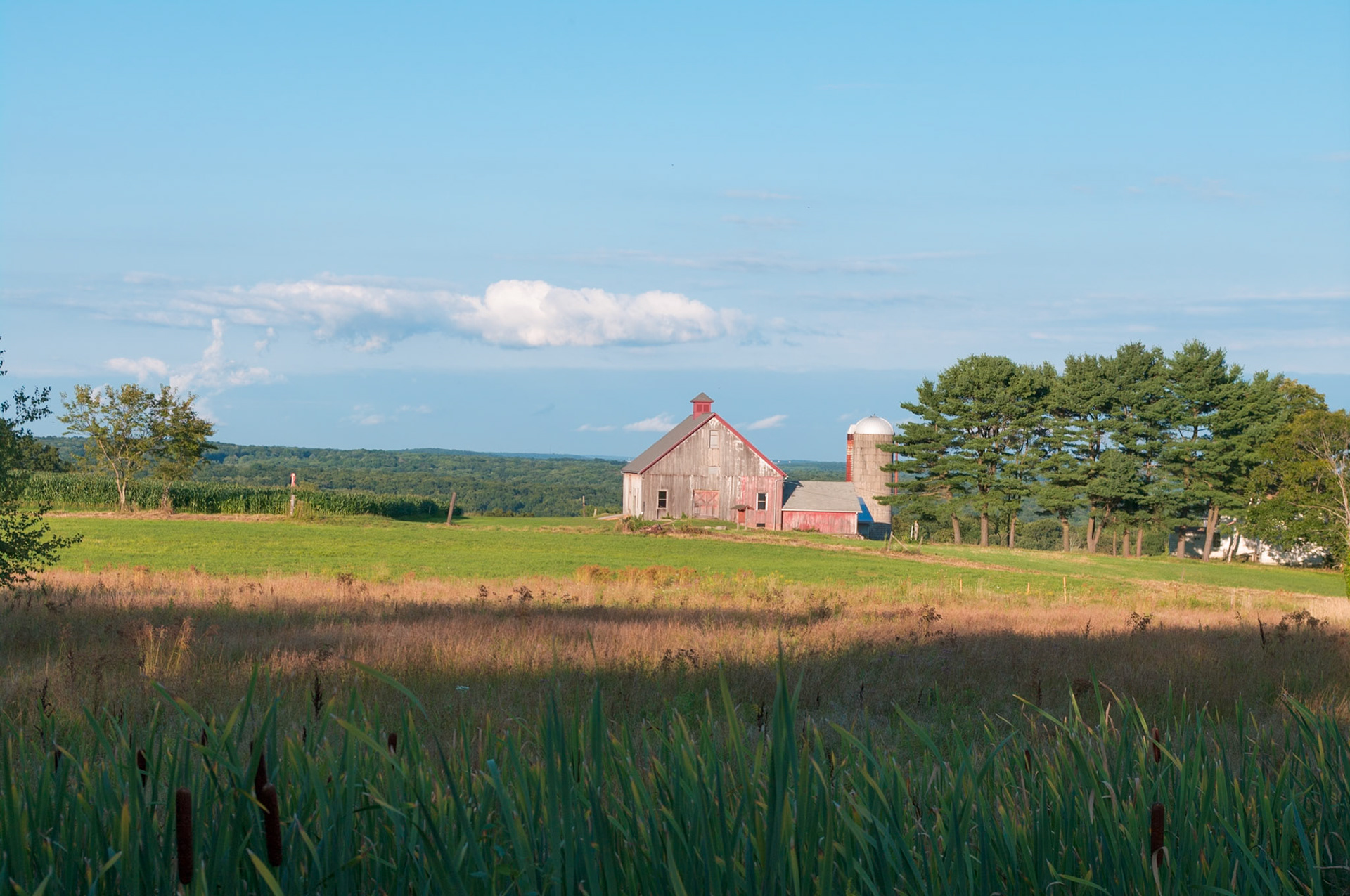 Old Rose Farm Near Close of Day in August 2012