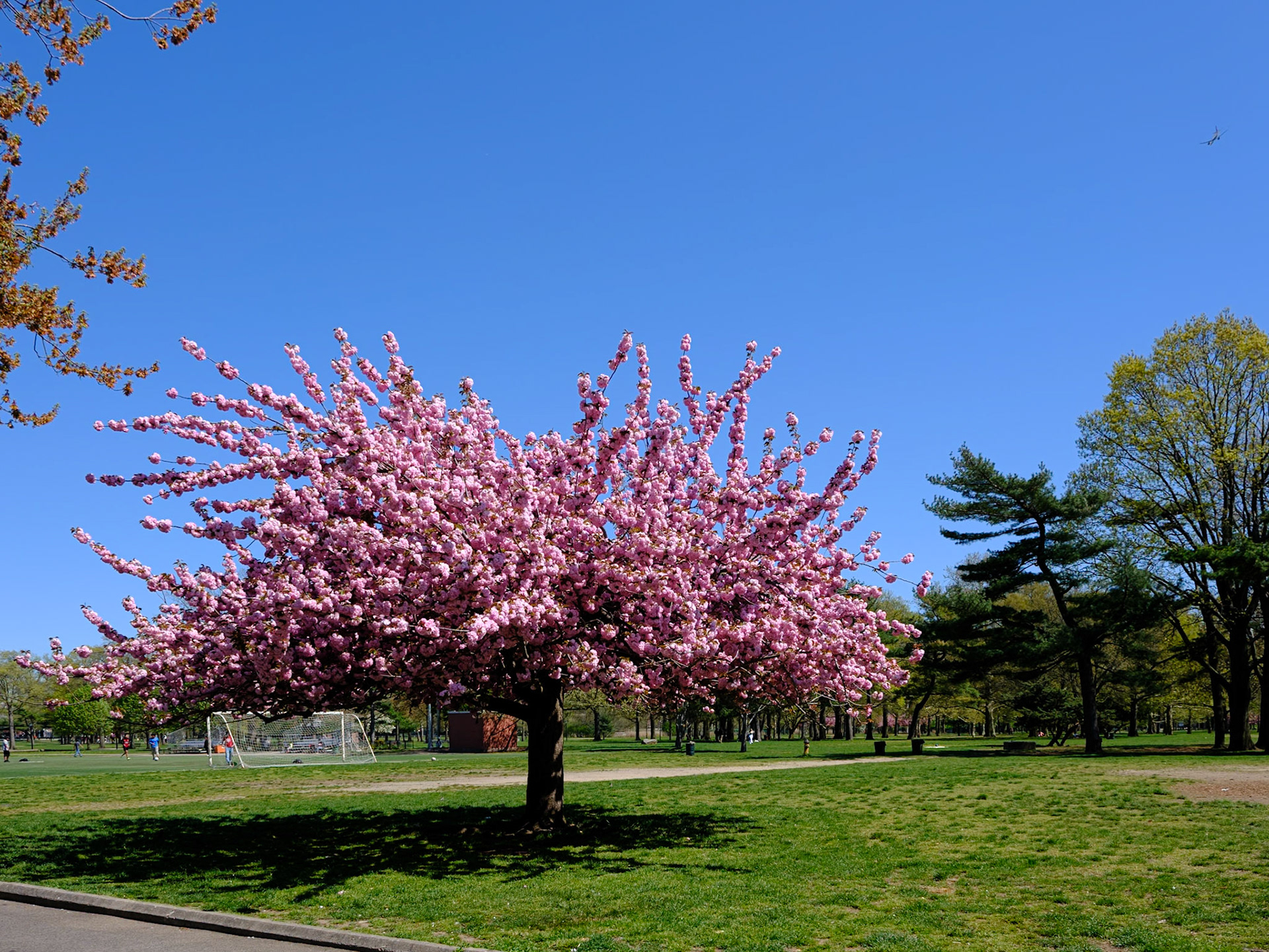 Spring Blossoms at Flushing Meadows Corona Park April 2024