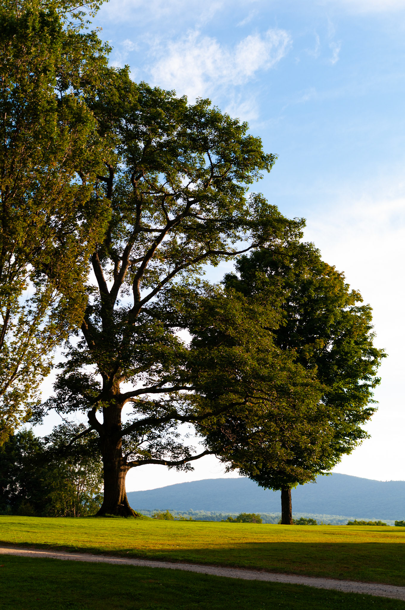 Lone Tree at Tanglewood