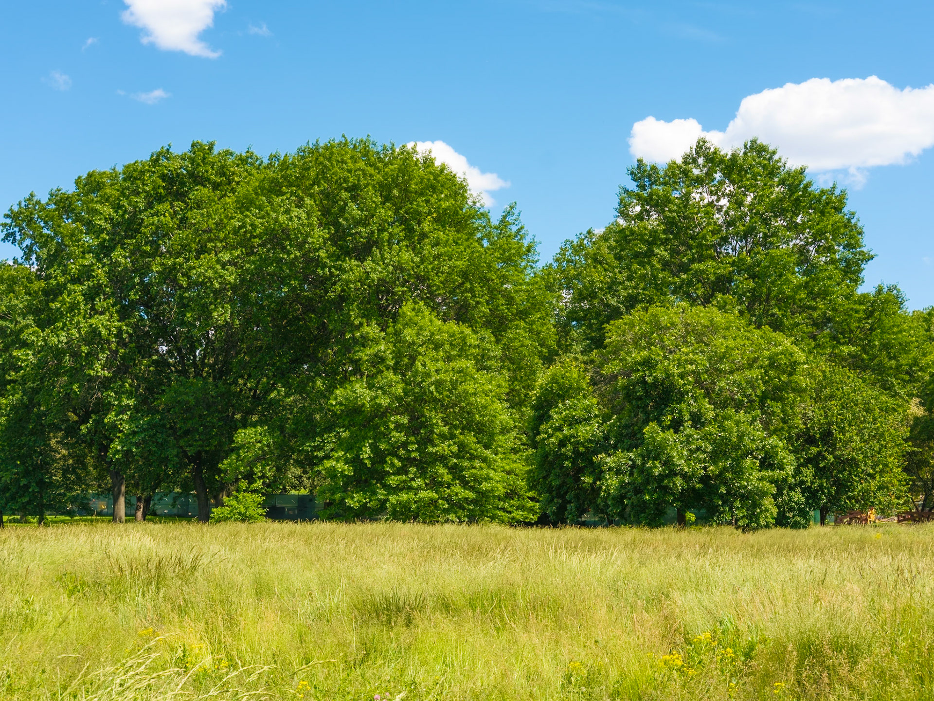 Another Grove of Trees at Meadow
