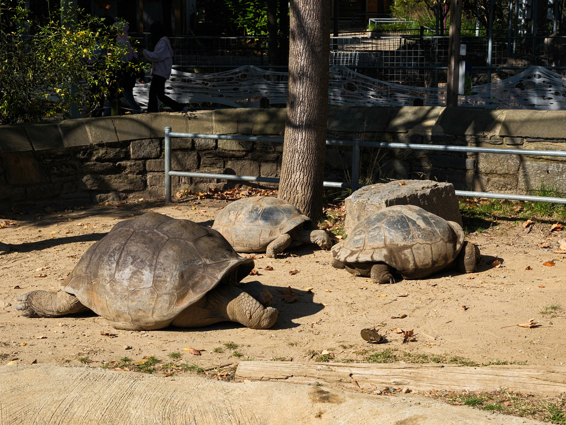 Three Giant Tortoises